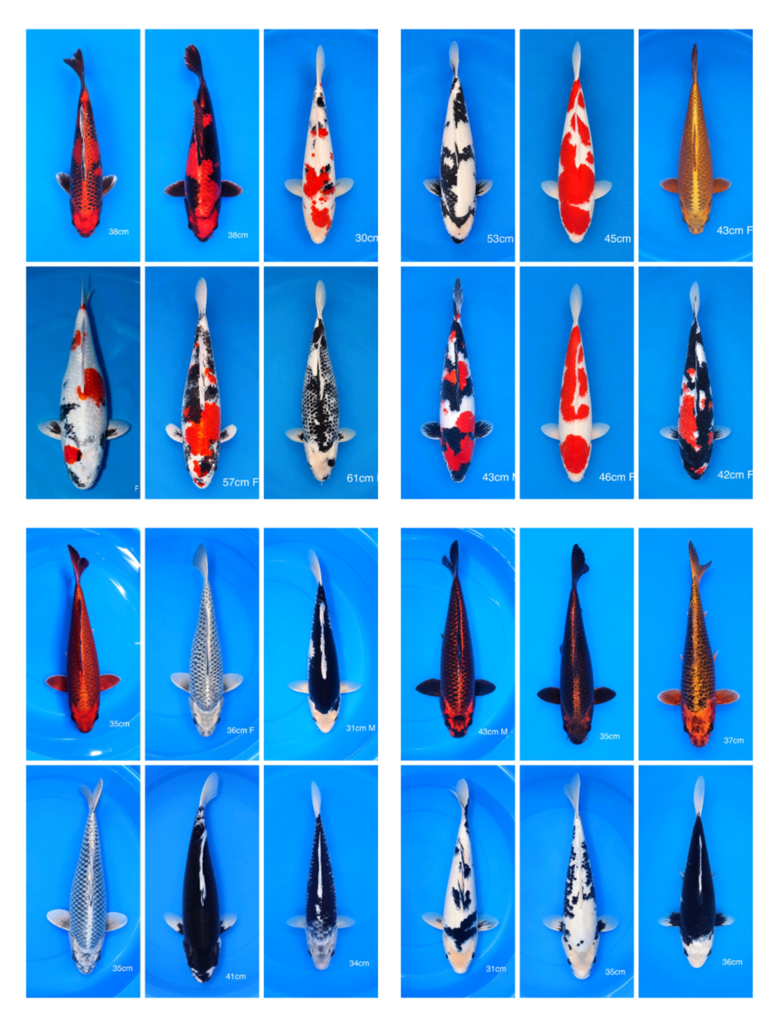 Lelang Koi Online, Jual Beli Ikan Koi, Pasar Koi Terbaik, Agen Lelang Koi, Penawaran Koi Berkualitas, Harga Jual Koi, Lelang Ikan Koi Import, Beli Koi Online, Jual Koi Murah, Koi Showroom, Penjual Koi Terpercaya, Lelang Koi Jakarta, Jual Koi Lokal, Koi Kualitas Unggul, Harga Terbaik Koi, Jual Koi Indukan, Lelang Ikan Hias Koi, Pasar Koi Indonesia, Beli Koi Berkualitas Tinggi, Koi Farm Terbesar, Jual Beli Koi Impor, Lelang Ikan Koi Kualitas Premium, Daftar Harga Koi Terbaru, Pusat Jual Beli Koi, Info Lelang Koi Hari Ini.