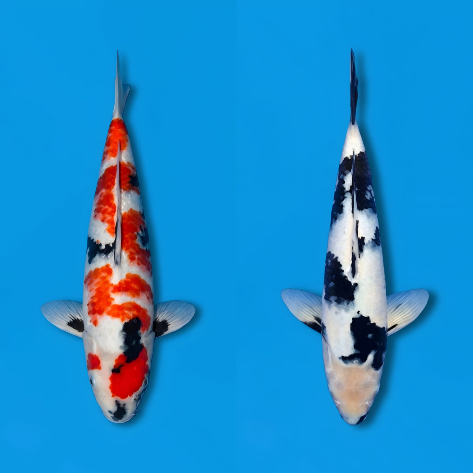 Lelang Koi Online, Jual Beli Ikan Koi, Pasar Koi Terbaik, Agen Lelang Koi, Penawaran Koi Berkualitas, Harga Jual Koi, Lelang Ikan Koi Import, Beli Koi Online, Jual Koi Murah, Koi Showroom, Penjual Koi Terpercaya, Lelang Koi Jakarta, Jual Koi Lokal, Koi Kualitas Unggul, Harga Terbaik Koi, Jual Koi Indukan, Lelang Ikan Hias Koi, Pasar Koi Indonesia, Beli Koi Berkualitas Tinggi, Koi Farm Terbesar, Jual Beli Koi Impor, Lelang Ikan Koi Kualitas Premium, Daftar Harga Koi Terbaru, Pusat Jual Beli Koi, Info Lelang Koi Hari Ini.