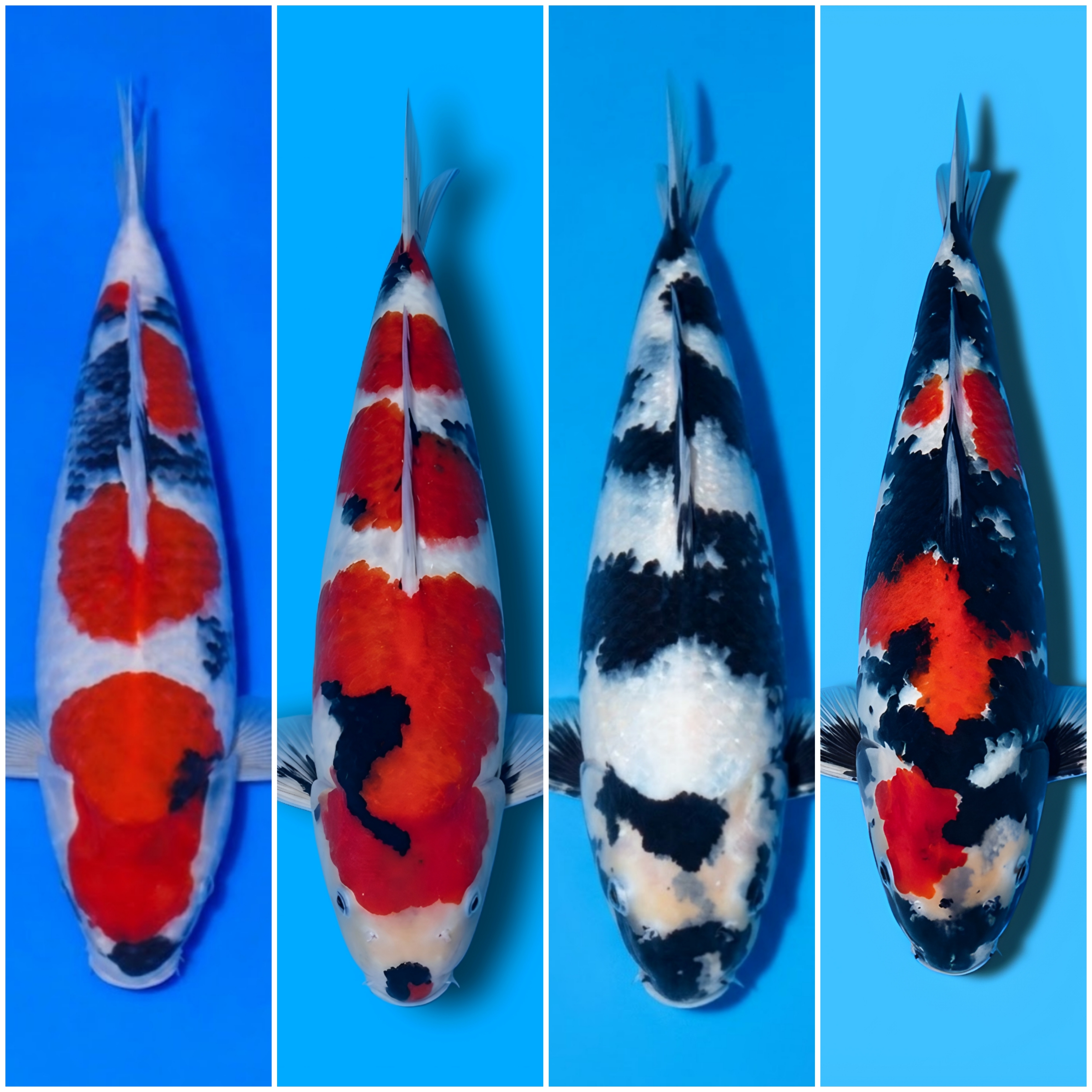 Lelang Koi Online, Jual Beli Ikan Koi, Pasar Koi Terbaik, Agen Lelang Koi, Penawaran Koi Berkualitas, Harga Jual Koi, Lelang Ikan Koi Import, Beli Koi Online, Jual Koi Murah, Koi Showroom, Penjual Koi Terpercaya, Lelang Koi Jakarta, Jual Koi Lokal, Koi Kualitas Unggul, Harga Terbaik Koi, Jual Koi Indukan, Lelang Ikan Hias Koi, Pasar Koi Indonesia, Beli Koi Berkualitas Tinggi, Koi Farm Terbesar, Jual Beli Koi Impor, Lelang Ikan Koi Kualitas Premium, Daftar Harga Koi Terbaru, Pusat Jual Beli Koi, Info Lelang Koi Hari Ini.