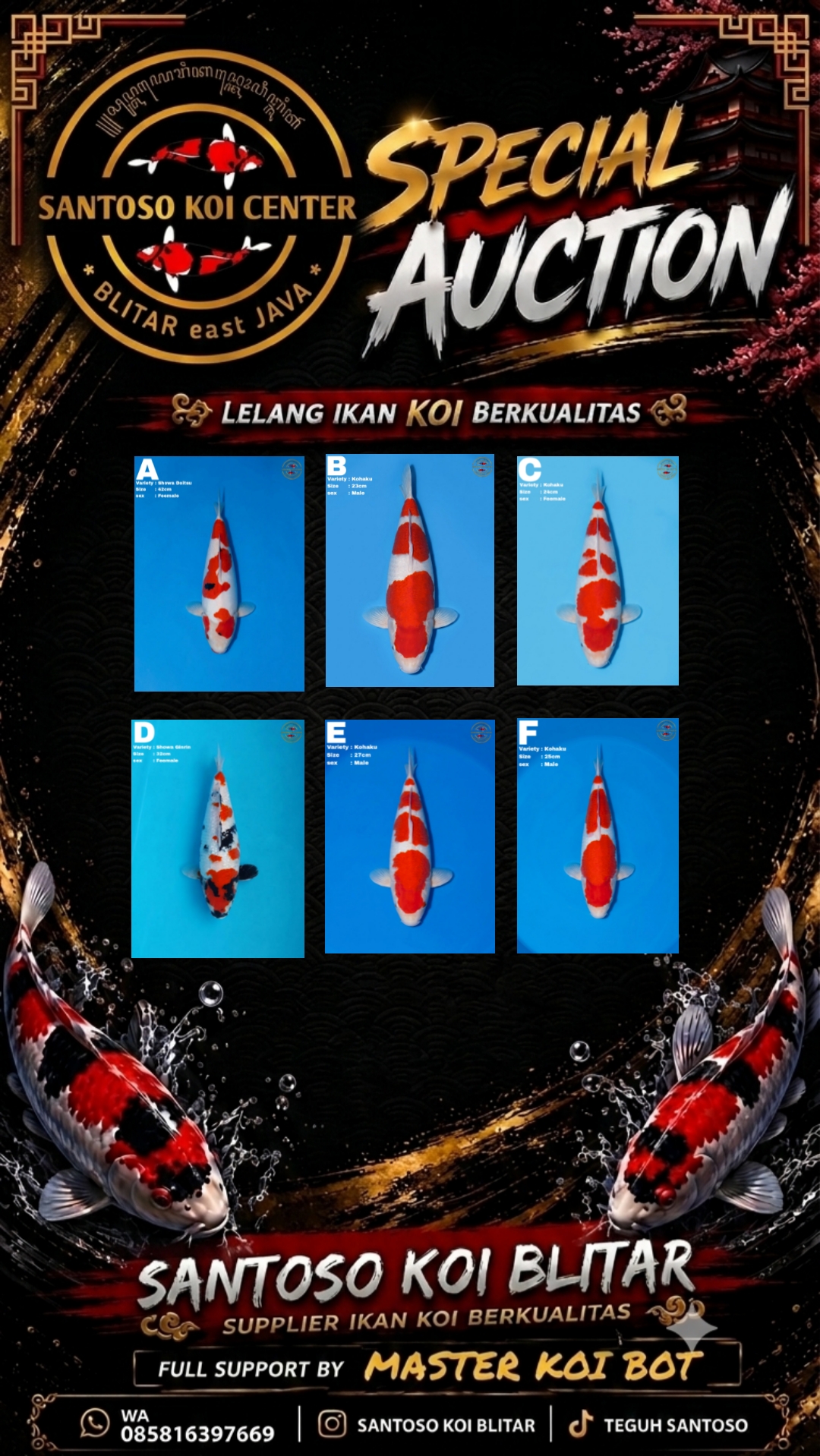 Lelang Koi Online, Jual Beli Ikan Koi, Pasar Koi Terbaik, Agen Lelang Koi, Penawaran Koi Berkualitas, Harga Jual Koi, Lelang Ikan Koi Import, Beli Koi Online, Jual Koi Murah, Koi Showroom, Penjual Koi Terpercaya, Lelang Koi Jakarta, Jual Koi Lokal, Koi Kualitas Unggul, Harga Terbaik Koi, Jual Koi Indukan, Lelang Ikan Hias Koi, Pasar Koi Indonesia, Beli Koi Berkualitas Tinggi, Koi Farm Terbesar, Jual Beli Koi Impor, Lelang Ikan Koi Kualitas Premium, Daftar Harga Koi Terbaru, Pusat Jual Beli Koi, Info Lelang Koi Hari Ini.