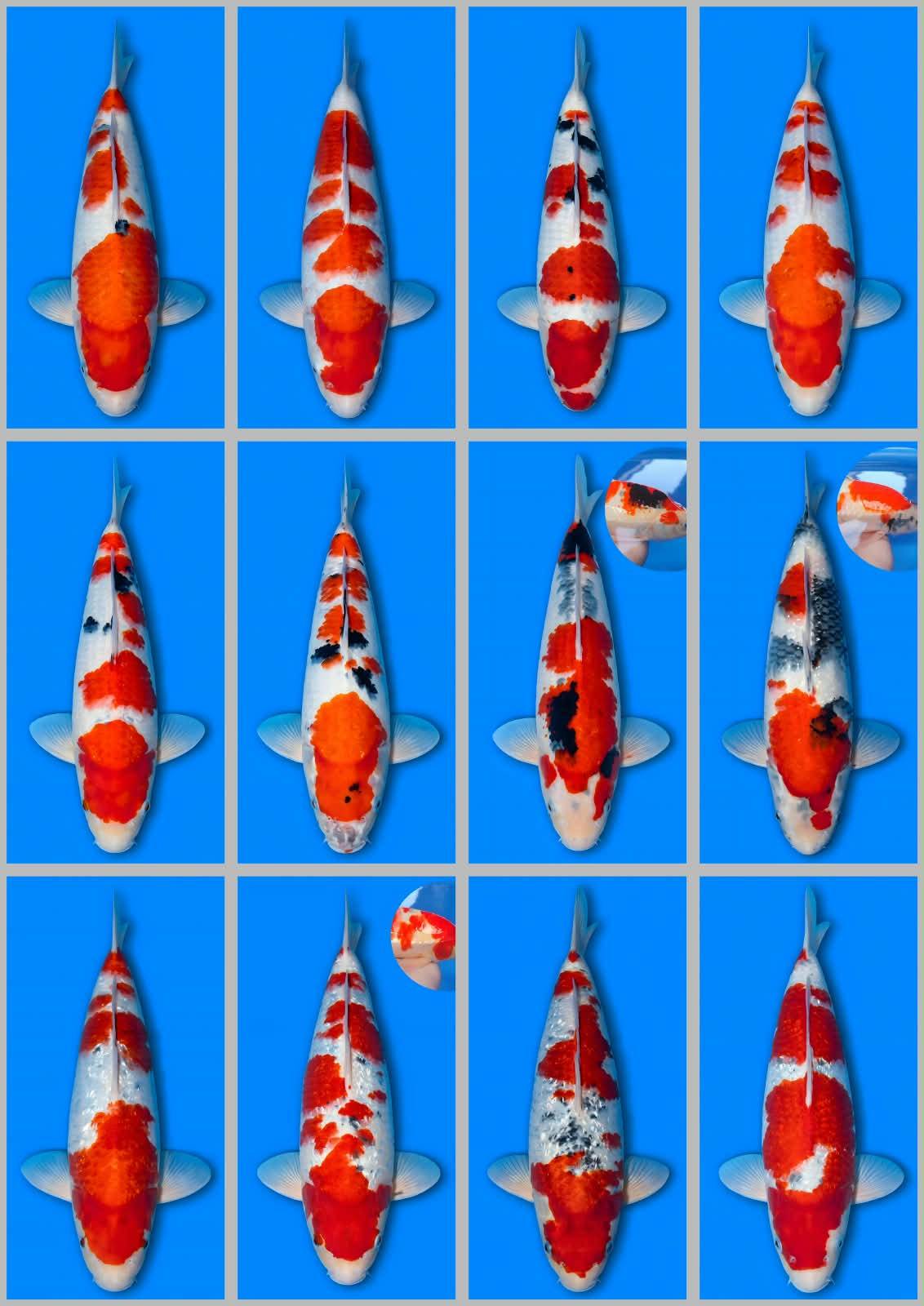 Lelang Koi Online, Jual Beli Ikan Koi, Pasar Koi Terbaik, Agen Lelang Koi, Penawaran Koi Berkualitas, Harga Jual Koi, Lelang Ikan Koi Import, Beli Koi Online, Jual Koi Murah, Koi Showroom, Penjual Koi Terpercaya, Lelang Koi Jakarta, Jual Koi Lokal, Koi Kualitas Unggul, Harga Terbaik Koi, Jual Koi Indukan, Lelang Ikan Hias Koi, Pasar Koi Indonesia, Beli Koi Berkualitas Tinggi, Koi Farm Terbesar, Jual Beli Koi Impor, Lelang Ikan Koi Kualitas Premium, Daftar Harga Koi Terbaru, Pusat Jual Beli Koi, Info Lelang Koi Hari Ini.