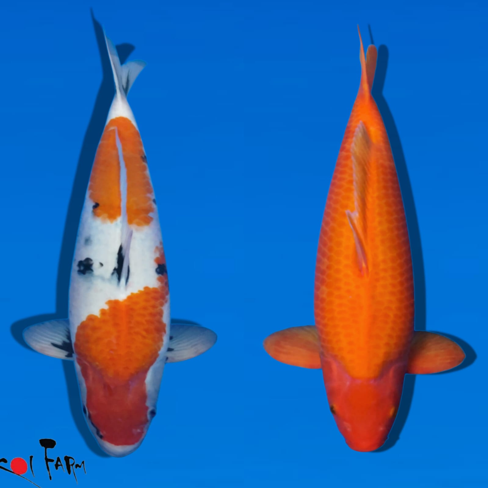 Lelang Koi Online, Jual Beli Ikan Koi, Pasar Koi Terbaik, Agen Lelang Koi, Penawaran Koi Berkualitas, Harga Jual Koi, Lelang Ikan Koi Import, Beli Koi Online, Jual Koi Murah, Koi Showroom, Penjual Koi Terpercaya, Lelang Koi Jakarta, Jual Koi Lokal, Koi Kualitas Unggul, Harga Terbaik Koi, Jual Koi Indukan, Lelang Ikan Hias Koi, Pasar Koi Indonesia, Beli Koi Berkualitas Tinggi, Koi Farm Terbesar, Jual Beli Koi Impor, Lelang Ikan Koi Kualitas Premium, Daftar Harga Koi Terbaru, Pusat Jual Beli Koi, Info Lelang Koi Hari Ini.