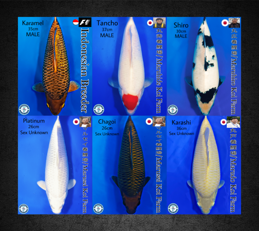Lelang Koi Online, Jual Beli Ikan Koi, Pasar Koi Terbaik, Agen Lelang Koi, Penawaran Koi Berkualitas, Harga Jual Koi, Lelang Ikan Koi Import, Beli Koi Online, Jual Koi Murah, Koi Showroom, Penjual Koi Terpercaya, Lelang Koi Jakarta, Jual Koi Lokal, Koi Kualitas Unggul, Harga Terbaik Koi, Jual Koi Indukan, Lelang Ikan Hias Koi, Pasar Koi Indonesia, Beli Koi Berkualitas Tinggi, Koi Farm Terbesar, Jual Beli Koi Impor, Lelang Ikan Koi Kualitas Premium, Daftar Harga Koi Terbaru, Pusat Jual Beli Koi, Info Lelang Koi Hari Ini.