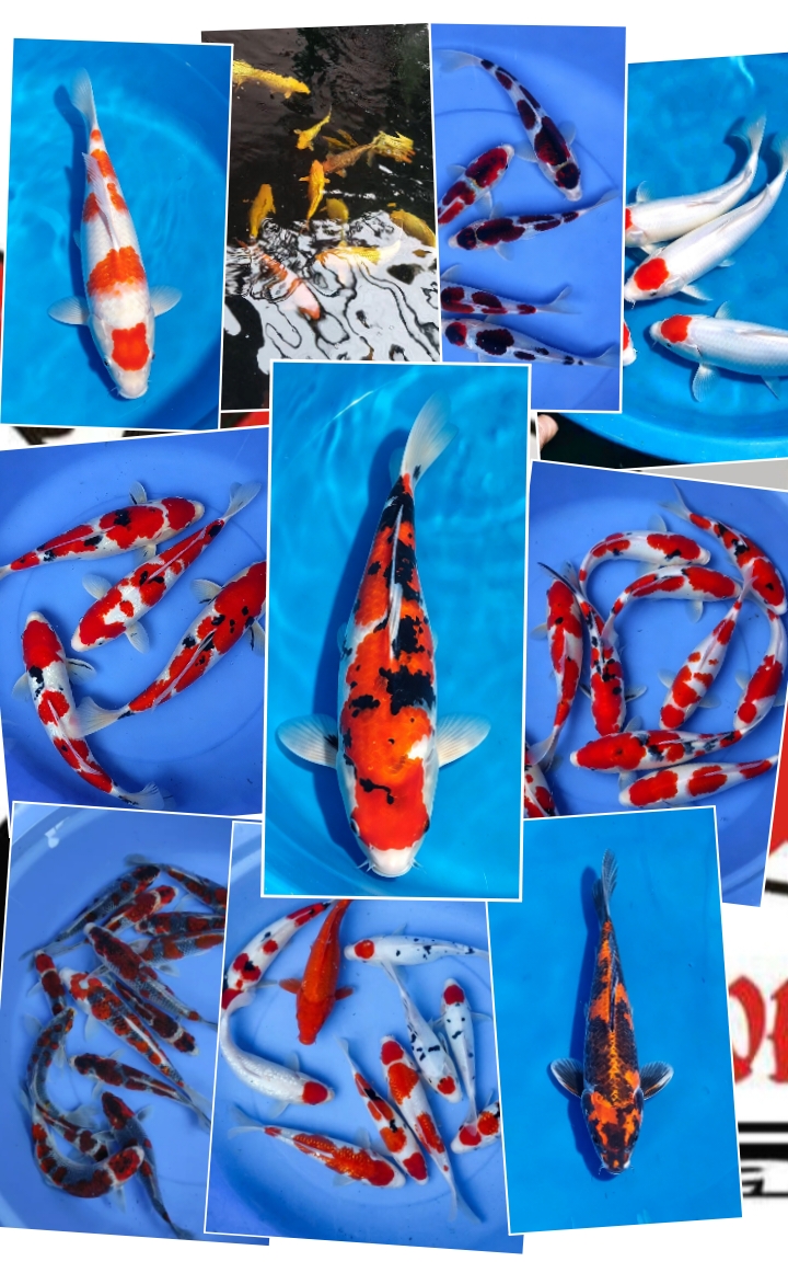 Lelang Koi Online, Jual Beli Ikan Koi, Pasar Koi Terbaik, Agen Lelang Koi, Penawaran Koi Berkualitas, Harga Jual Koi, Lelang Ikan Koi Import, Beli Koi Online, Jual Koi Murah, Koi Showroom, Penjual Koi Terpercaya, Lelang Koi Jakarta, Jual Koi Lokal, Koi Kualitas Unggul, Harga Terbaik Koi, Jual Koi Indukan, Lelang Ikan Hias Koi, Pasar Koi Indonesia, Beli Koi Berkualitas Tinggi, Koi Farm Terbesar, Jual Beli Koi Impor, Lelang Ikan Koi Kualitas Premium, Daftar Harga Koi Terbaru, Pusat Jual Beli Koi, Info Lelang Koi Hari Ini.
