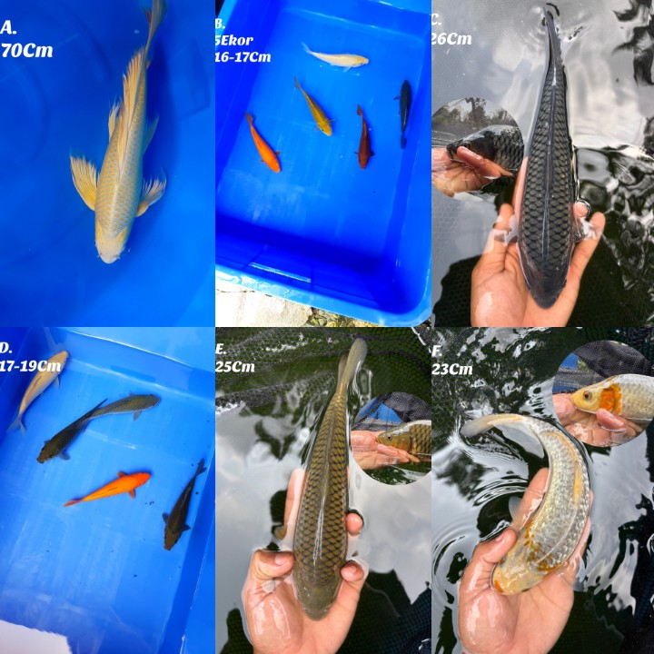 Lelang Koi Online, Jual Beli Ikan Koi, Pasar Koi Terbaik, Agen Lelang Koi, Penawaran Koi Berkualitas, Harga Jual Koi, Lelang Ikan Koi Import, Beli Koi Online, Jual Koi Murah, Koi Showroom, Penjual Koi Terpercaya, Lelang Koi Jakarta, Jual Koi Lokal, Koi Kualitas Unggul, Harga Terbaik Koi, Jual Koi Indukan, Lelang Ikan Hias Koi, Pasar Koi Indonesia, Beli Koi Berkualitas Tinggi, Koi Farm Terbesar, Jual Beli Koi Impor, Lelang Ikan Koi Kualitas Premium, Daftar Harga Koi Terbaru, Pusat Jual Beli Koi, Info Lelang Koi Hari Ini.