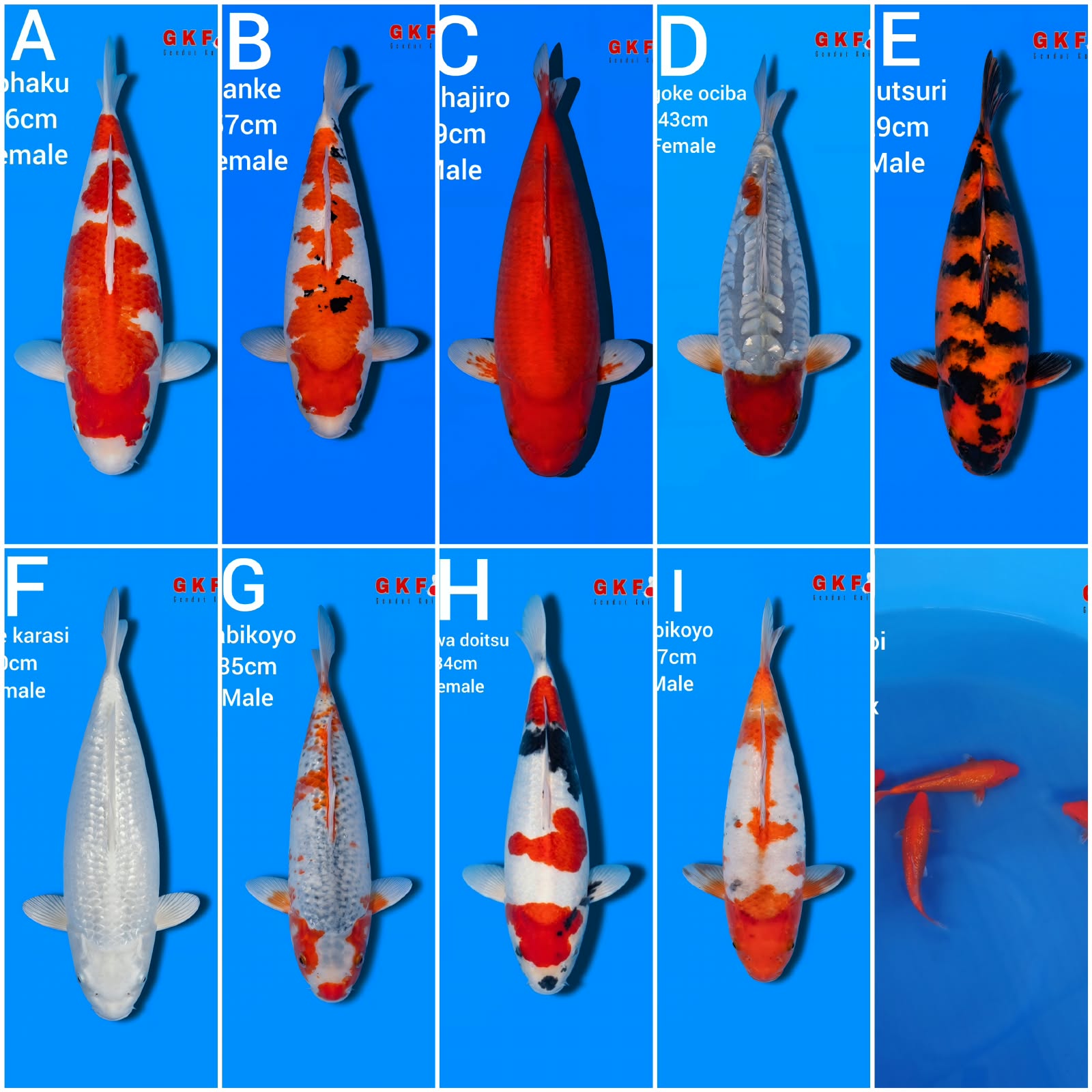 Lelang Koi Online, Jual Beli Ikan Koi, Pasar Koi Terbaik, Agen Lelang Koi, Penawaran Koi Berkualitas, Harga Jual Koi, Lelang Ikan Koi Import, Beli Koi Online, Jual Koi Murah, Koi Showroom, Penjual Koi Terpercaya, Lelang Koi Jakarta, Jual Koi Lokal, Koi Kualitas Unggul, Harga Terbaik Koi, Jual Koi Indukan, Lelang Ikan Hias Koi, Pasar Koi Indonesia, Beli Koi Berkualitas Tinggi, Koi Farm Terbesar, Jual Beli Koi Impor, Lelang Ikan Koi Kualitas Premium, Daftar Harga Koi Terbaru, Pusat Jual Beli Koi, Info Lelang Koi Hari Ini.