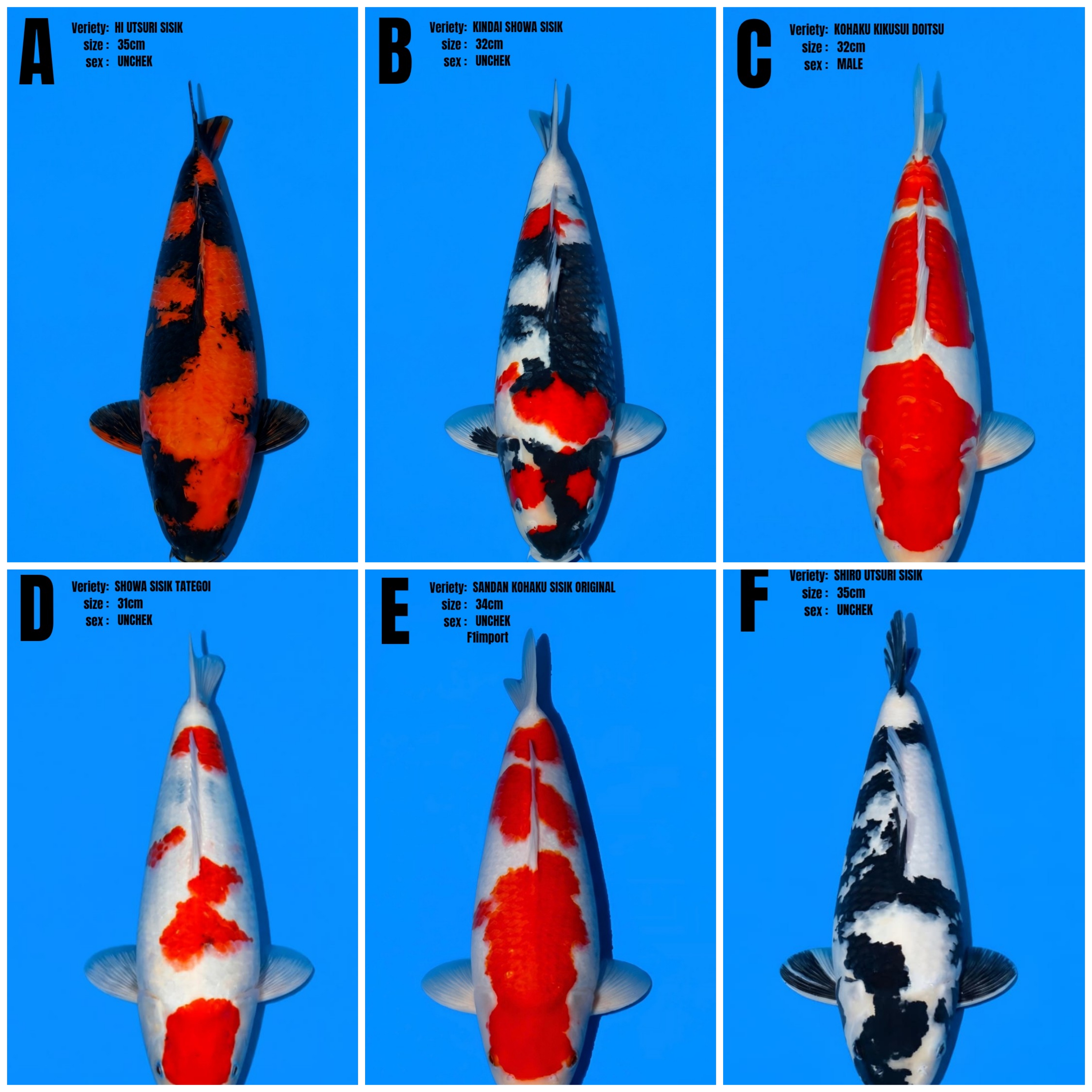 Lelang Koi Online, Jual Beli Ikan Koi, Pasar Koi Terbaik, Agen Lelang Koi, Penawaran Koi Berkualitas, Harga Jual Koi, Lelang Ikan Koi Import, Beli Koi Online, Jual Koi Murah, Koi Showroom, Penjual Koi Terpercaya, Lelang Koi Jakarta, Jual Koi Lokal, Koi Kualitas Unggul, Harga Terbaik Koi, Jual Koi Indukan, Lelang Ikan Hias Koi, Pasar Koi Indonesia, Beli Koi Berkualitas Tinggi, Koi Farm Terbesar, Jual Beli Koi Impor, Lelang Ikan Koi Kualitas Premium, Daftar Harga Koi Terbaru, Pusat Jual Beli Koi, Info Lelang Koi Hari Ini.