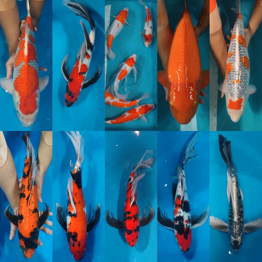 Lelang Koi Online, Jual Beli Ikan Koi, Pasar Koi Terbaik, Agen Lelang Koi, Penawaran Koi Berkualitas, Harga Jual Koi, Lelang Ikan Koi Import, Beli Koi Online, Jual Koi Murah, Koi Showroom, Penjual Koi Terpercaya, Lelang Koi Jakarta, Jual Koi Lokal, Koi Kualitas Unggul, Harga Terbaik Koi, Jual Koi Indukan, Lelang Ikan Hias Koi, Pasar Koi Indonesia, Beli Koi Berkualitas Tinggi, Koi Farm Terbesar, Jual Beli Koi Impor, Lelang Ikan Koi Kualitas Premium, Daftar Harga Koi Terbaru, Pusat Jual Beli Koi, Info Lelang Koi Hari Ini.