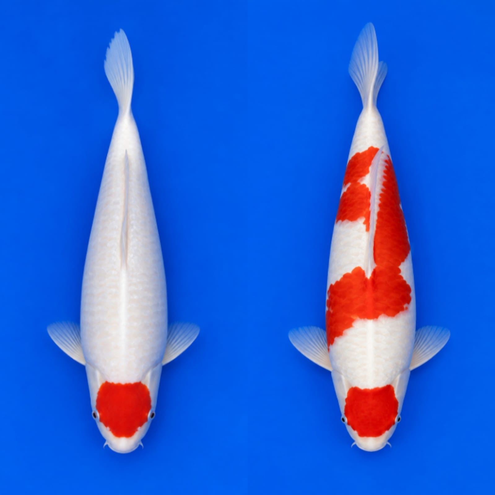 Lelang Koi Online, Jual Beli Ikan Koi, Pasar Koi Terbaik, Agen Lelang Koi, Penawaran Koi Berkualitas, Harga Jual Koi, Lelang Ikan Koi Import, Beli Koi Online, Jual Koi Murah, Koi Showroom, Penjual Koi Terpercaya, Lelang Koi Jakarta, Jual Koi Lokal, Koi Kualitas Unggul, Harga Terbaik Koi, Jual Koi Indukan, Lelang Ikan Hias Koi, Pasar Koi Indonesia, Beli Koi Berkualitas Tinggi, Koi Farm Terbesar, Jual Beli Koi Impor, Lelang Ikan Koi Kualitas Premium, Daftar Harga Koi Terbaru, Pusat Jual Beli Koi, Info Lelang Koi Hari Ini.