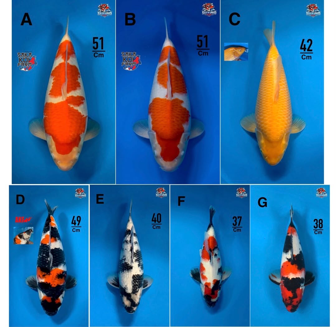 Lelang Koi Online, Jual Beli Ikan Koi, Pasar Koi Terbaik, Agen Lelang Koi, Penawaran Koi Berkualitas, Harga Jual Koi, Lelang Ikan Koi Import, Beli Koi Online, Jual Koi Murah, Koi Showroom, Penjual Koi Terpercaya, Lelang Koi Jakarta, Jual Koi Lokal, Koi Kualitas Unggul, Harga Terbaik Koi, Jual Koi Indukan, Lelang Ikan Hias Koi, Pasar Koi Indonesia, Beli Koi Berkualitas Tinggi, Koi Farm Terbesar, Jual Beli Koi Impor, Lelang Ikan Koi Kualitas Premium, Daftar Harga Koi Terbaru, Pusat Jual Beli Koi, Info Lelang Koi Hari Ini.