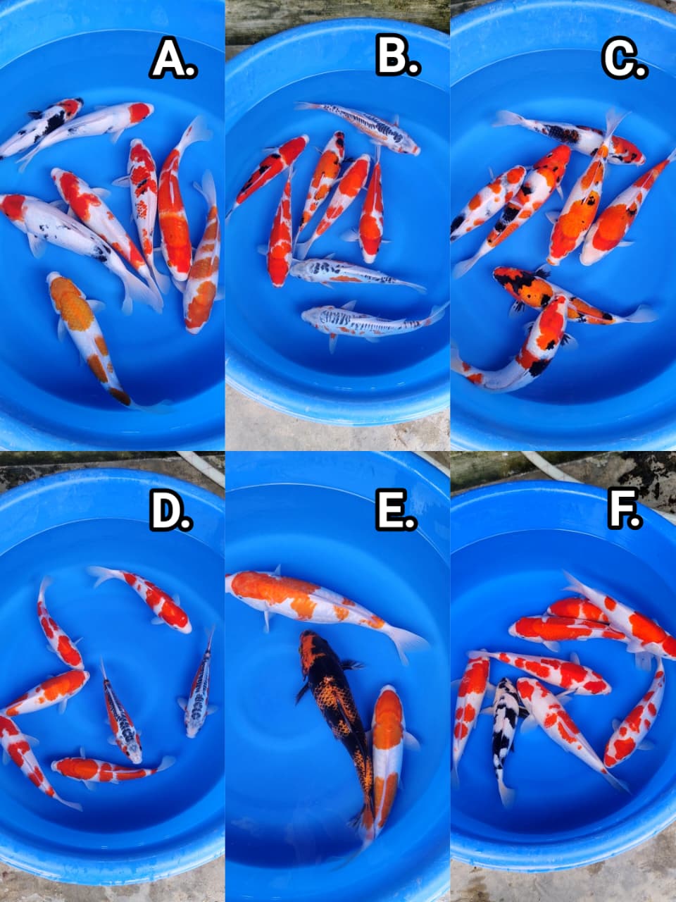 Lelang Koi Online, Jual Beli Ikan Koi, Pasar Koi Terbaik, Agen Lelang Koi, Penawaran Koi Berkualitas, Harga Jual Koi, Lelang Ikan Koi Import, Beli Koi Online, Jual Koi Murah, Koi Showroom, Penjual Koi Terpercaya, Lelang Koi Jakarta, Jual Koi Lokal, Koi Kualitas Unggul, Harga Terbaik Koi, Jual Koi Indukan, Lelang Ikan Hias Koi, Pasar Koi Indonesia, Beli Koi Berkualitas Tinggi, Koi Farm Terbesar, Jual Beli Koi Impor, Lelang Ikan Koi Kualitas Premium, Daftar Harga Koi Terbaru, Pusat Jual Beli Koi, Info Lelang Koi Hari Ini.