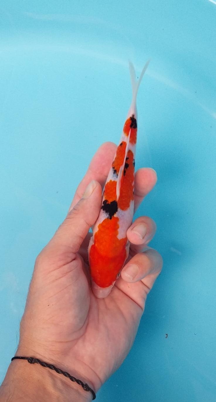 Lelang Koi Online, Jual Beli Ikan Koi, Pasar Koi Terbaik, Agen Lelang Koi, Penawaran Koi Berkualitas, Harga Jual Koi, Lelang Ikan Koi Import, Beli Koi Online, Jual Koi Murah, Koi Showroom, Penjual Koi Terpercaya, Lelang Koi Jakarta, Jual Koi Lokal, Koi Kualitas Unggul, Harga Terbaik Koi, Jual Koi Indukan, Lelang Ikan Hias Koi, Pasar Koi Indonesia, Beli Koi Berkualitas Tinggi, Koi Farm Terbesar, Jual Beli Koi Impor, Lelang Ikan Koi Kualitas Premium, Daftar Harga Koi Terbaru, Pusat Jual Beli Koi, Info Lelang Koi Hari Ini.