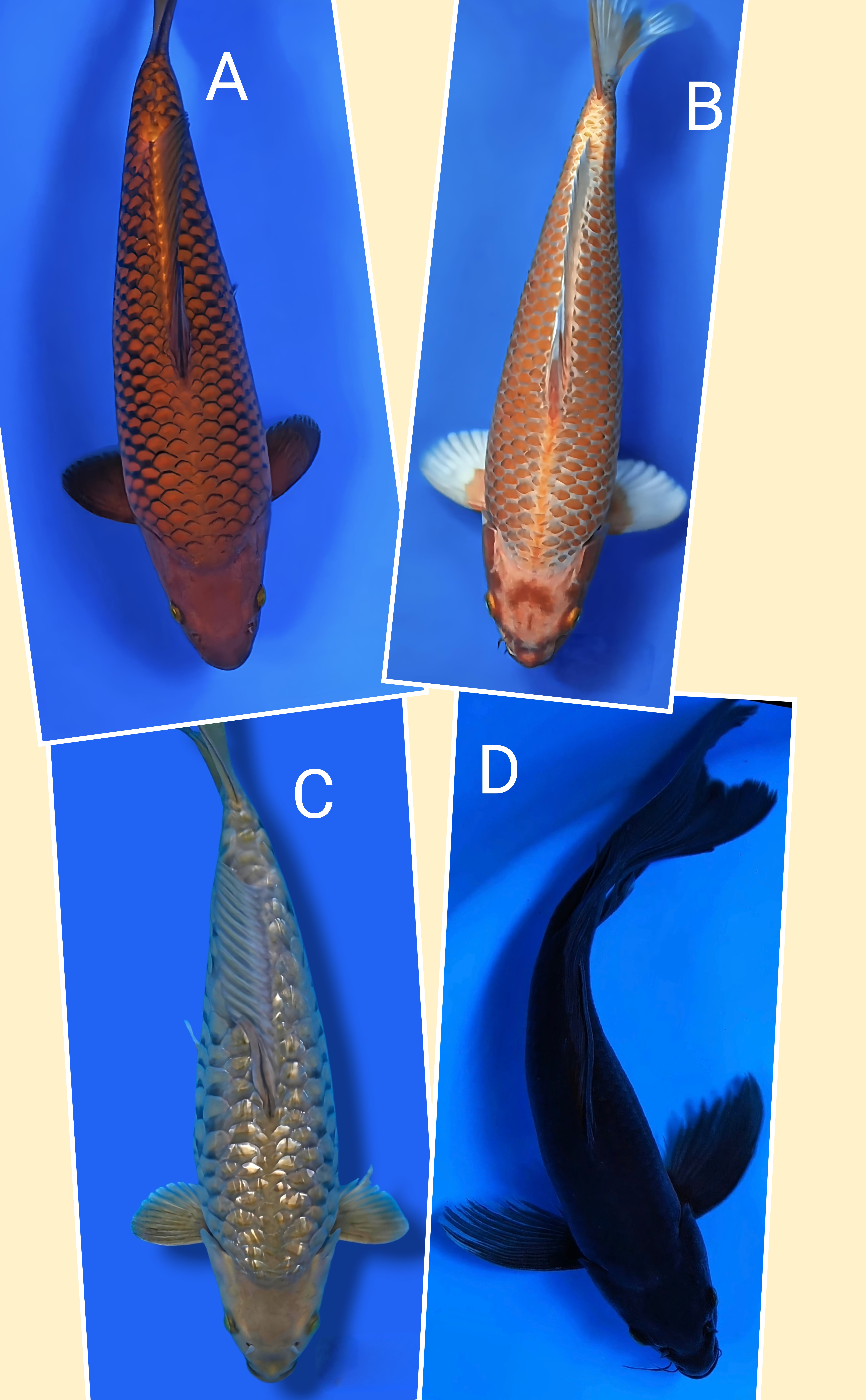 Lelang Koi Online, Jual Beli Ikan Koi, Pasar Koi Terbaik, Agen Lelang Koi, Penawaran Koi Berkualitas, Harga Jual Koi, Lelang Ikan Koi Import, Beli Koi Online, Jual Koi Murah, Koi Showroom, Penjual Koi Terpercaya, Lelang Koi Jakarta, Jual Koi Lokal, Koi Kualitas Unggul, Harga Terbaik Koi, Jual Koi Indukan, Lelang Ikan Hias Koi, Pasar Koi Indonesia, Beli Koi Berkualitas Tinggi, Koi Farm Terbesar, Jual Beli Koi Impor, Lelang Ikan Koi Kualitas Premium, Daftar Harga Koi Terbaru, Pusat Jual Beli Koi, Info Lelang Koi Hari Ini.