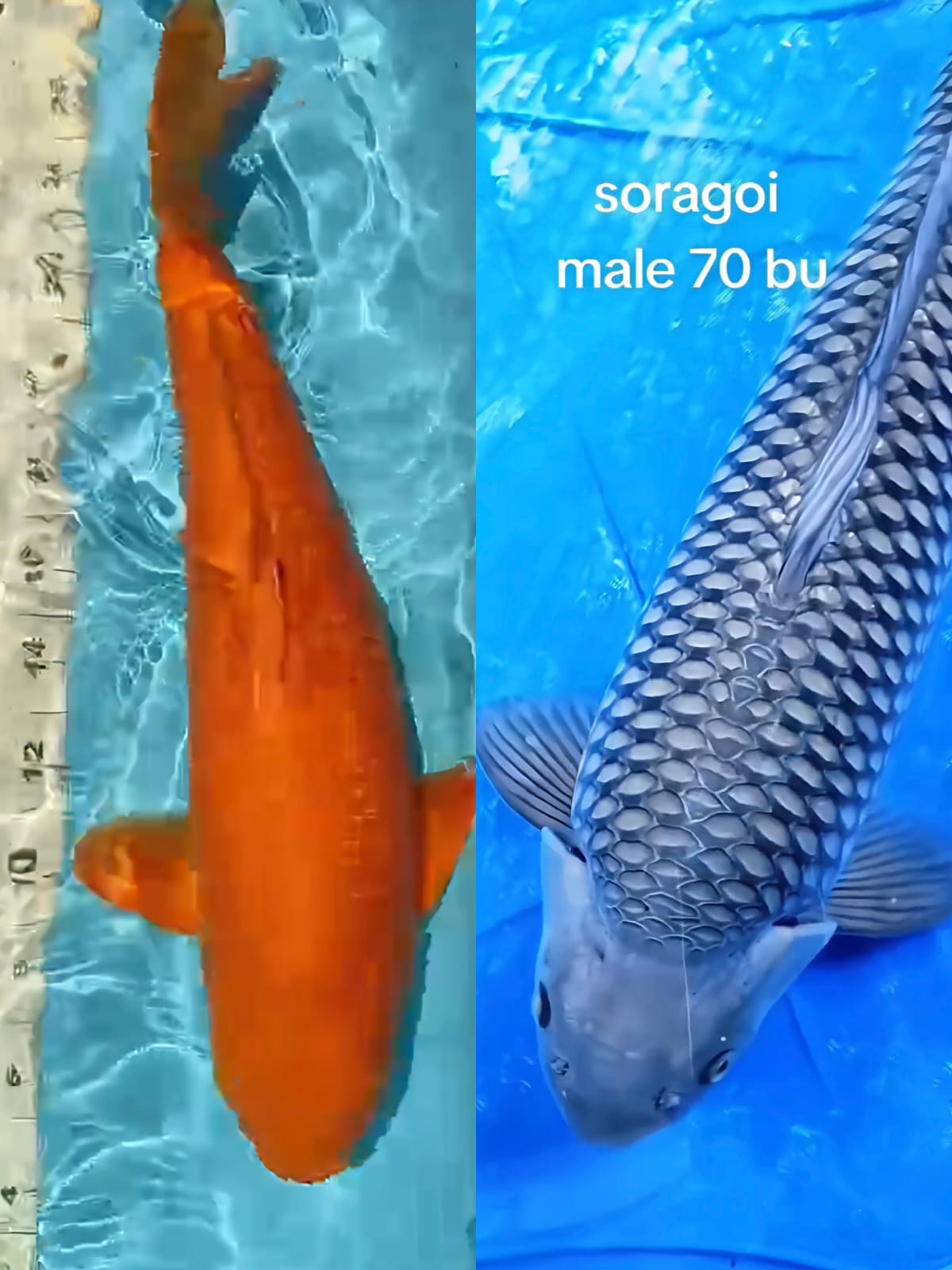Lelang Koi Online, Jual Beli Ikan Koi, Pasar Koi Terbaik, Agen Lelang Koi, Penawaran Koi Berkualitas, Harga Jual Koi, Lelang Ikan Koi Import, Beli Koi Online, Jual Koi Murah, Koi Showroom, Penjual Koi Terpercaya, Lelang Koi Jakarta, Jual Koi Lokal, Koi Kualitas Unggul, Harga Terbaik Koi, Jual Koi Indukan, Lelang Ikan Hias Koi, Pasar Koi Indonesia, Beli Koi Berkualitas Tinggi, Koi Farm Terbesar, Jual Beli Koi Impor, Lelang Ikan Koi Kualitas Premium, Daftar Harga Koi Terbaru, Pusat Jual Beli Koi, Info Lelang Koi Hari Ini.