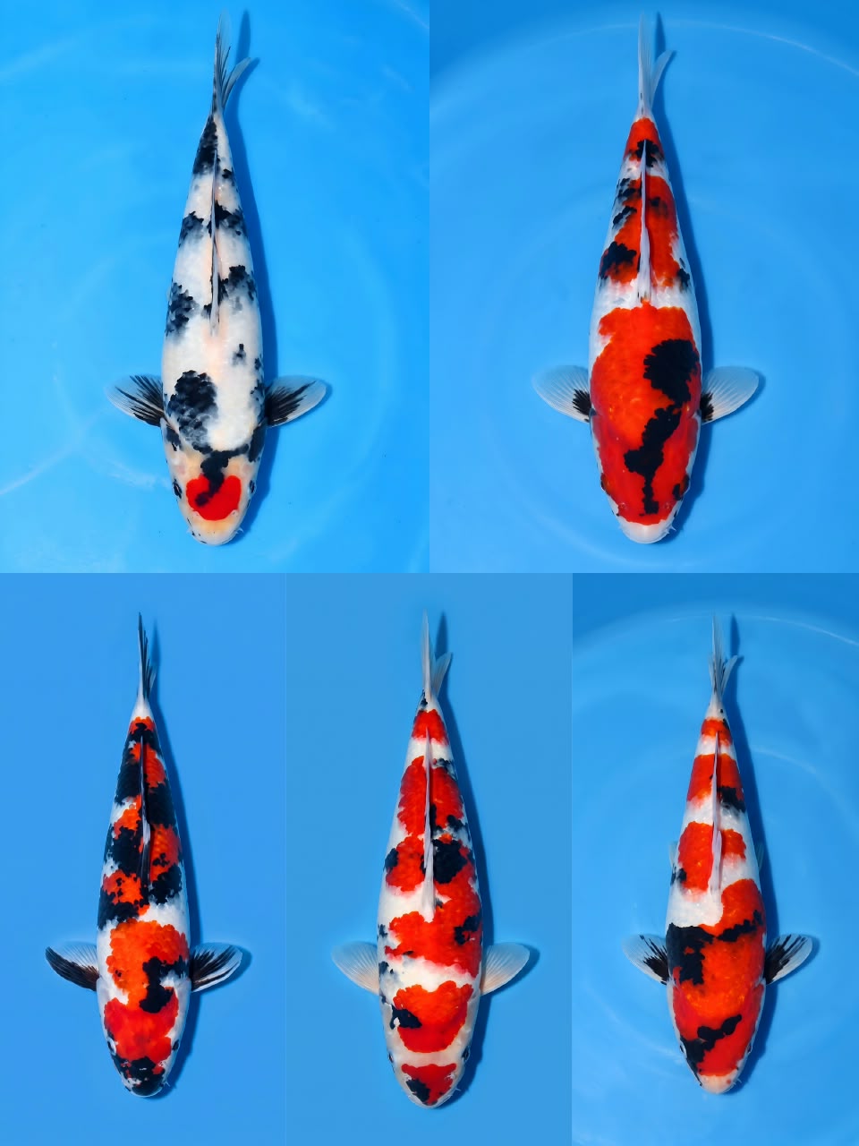 Lelang Koi Online, Jual Beli Ikan Koi, Pasar Koi Terbaik, Agen Lelang Koi, Penawaran Koi Berkualitas, Harga Jual Koi, Lelang Ikan Koi Import, Beli Koi Online, Jual Koi Murah, Koi Showroom, Penjual Koi Terpercaya, Lelang Koi Jakarta, Jual Koi Lokal, Koi Kualitas Unggul, Harga Terbaik Koi, Jual Koi Indukan, Lelang Ikan Hias Koi, Pasar Koi Indonesia, Beli Koi Berkualitas Tinggi, Koi Farm Terbesar, Jual Beli Koi Impor, Lelang Ikan Koi Kualitas Premium, Daftar Harga Koi Terbaru, Pusat Jual Beli Koi, Info Lelang Koi Hari Ini.