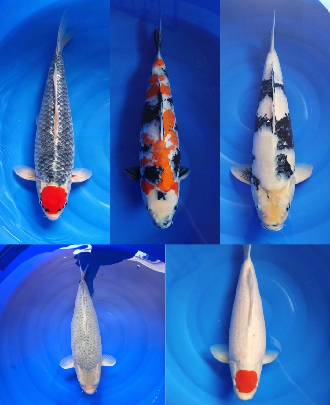 Lelang Koi Online, Jual Beli Ikan Koi, Pasar Koi Terbaik, Agen Lelang Koi, Penawaran Koi Berkualitas, Harga Jual Koi, Lelang Ikan Koi Import, Beli Koi Online, Jual Koi Murah, Koi Showroom, Penjual Koi Terpercaya, Lelang Koi Jakarta, Jual Koi Lokal, Koi Kualitas Unggul, Harga Terbaik Koi, Jual Koi Indukan, Lelang Ikan Hias Koi, Pasar Koi Indonesia, Beli Koi Berkualitas Tinggi, Koi Farm Terbesar, Jual Beli Koi Impor, Lelang Ikan Koi Kualitas Premium, Daftar Harga Koi Terbaru, Pusat Jual Beli Koi, Info Lelang Koi Hari Ini.