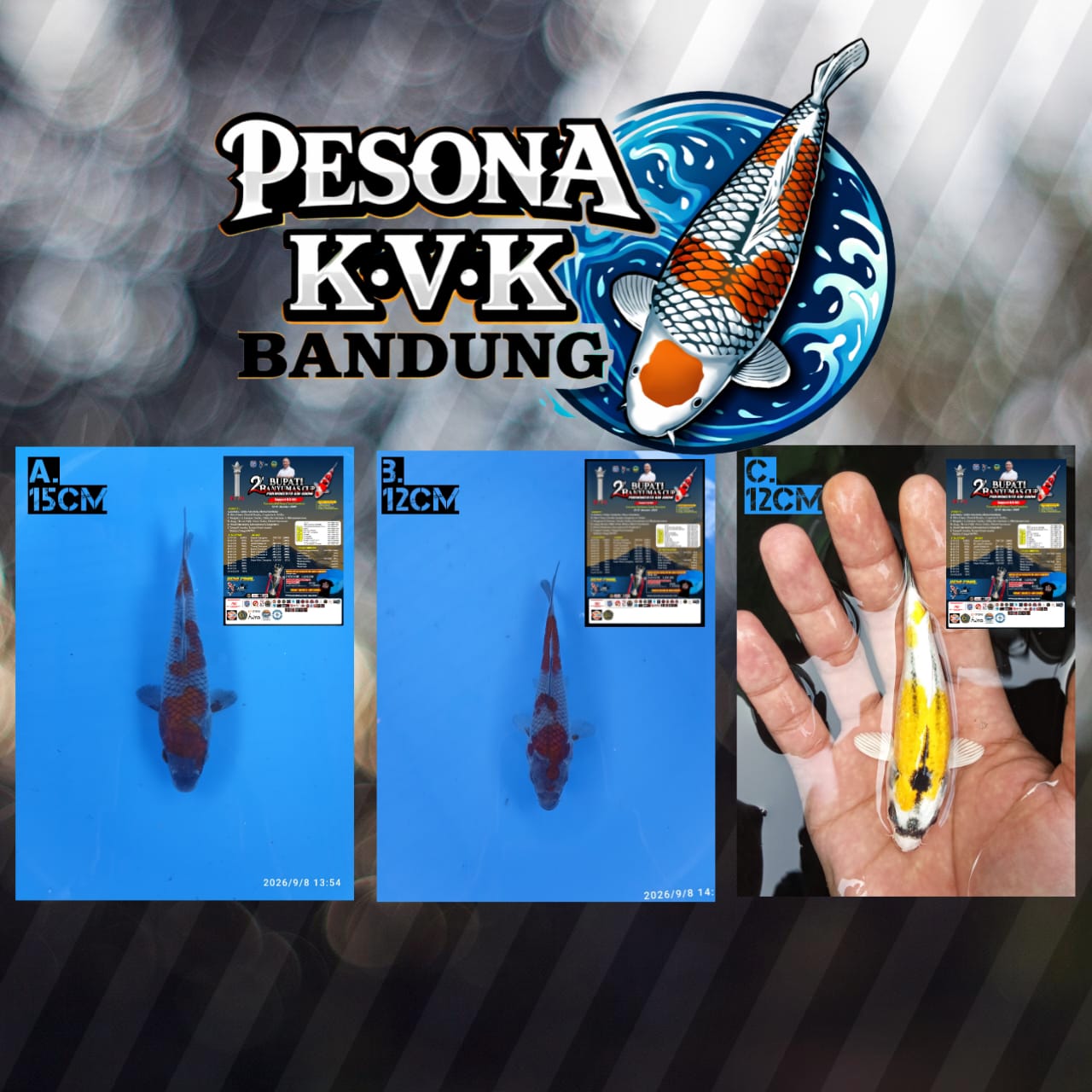 Lelang Koi Online, Jual Beli Ikan Koi, Pasar Koi Terbaik, Agen Lelang Koi, Penawaran Koi Berkualitas, Harga Jual Koi, Lelang Ikan Koi Import, Beli Koi Online, Jual Koi Murah, Koi Showroom, Penjual Koi Terpercaya, Lelang Koi Jakarta, Jual Koi Lokal, Koi Kualitas Unggul, Harga Terbaik Koi, Jual Koi Indukan, Lelang Ikan Hias Koi, Pasar Koi Indonesia, Beli Koi Berkualitas Tinggi, Koi Farm Terbesar, Jual Beli Koi Impor, Lelang Ikan Koi Kualitas Premium, Daftar Harga Koi Terbaru, Pusat Jual Beli Koi, Info Lelang Koi Hari Ini.