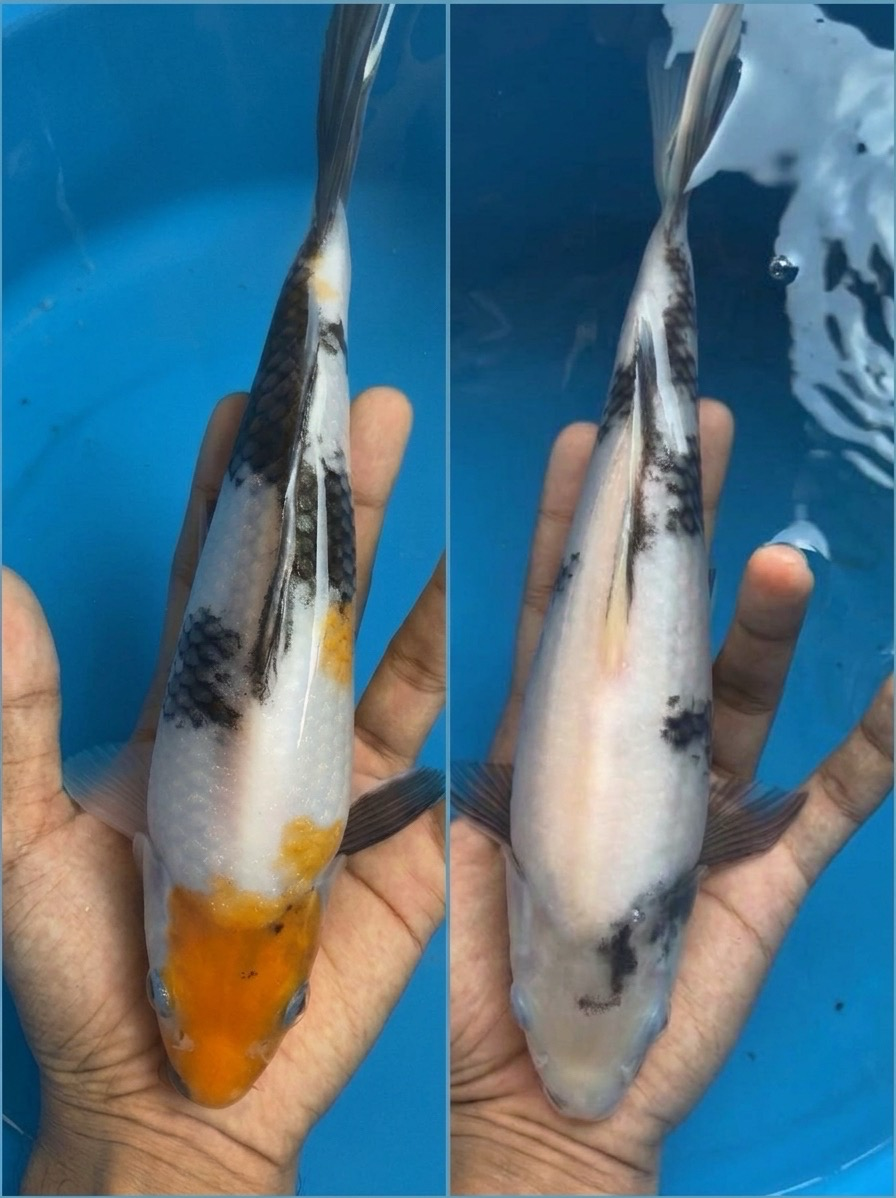 Lelang Koi Online, Jual Beli Ikan Koi, Pasar Koi Terbaik, Agen Lelang Koi, Penawaran Koi Berkualitas, Harga Jual Koi, Lelang Ikan Koi Import, Beli Koi Online, Jual Koi Murah, Koi Showroom, Penjual Koi Terpercaya, Lelang Koi Jakarta, Jual Koi Lokal, Koi Kualitas Unggul, Harga Terbaik Koi, Jual Koi Indukan, Lelang Ikan Hias Koi, Pasar Koi Indonesia, Beli Koi Berkualitas Tinggi, Koi Farm Terbesar, Jual Beli Koi Impor, Lelang Ikan Koi Kualitas Premium, Daftar Harga Koi Terbaru, Pusat Jual Beli Koi, Info Lelang Koi Hari Ini.