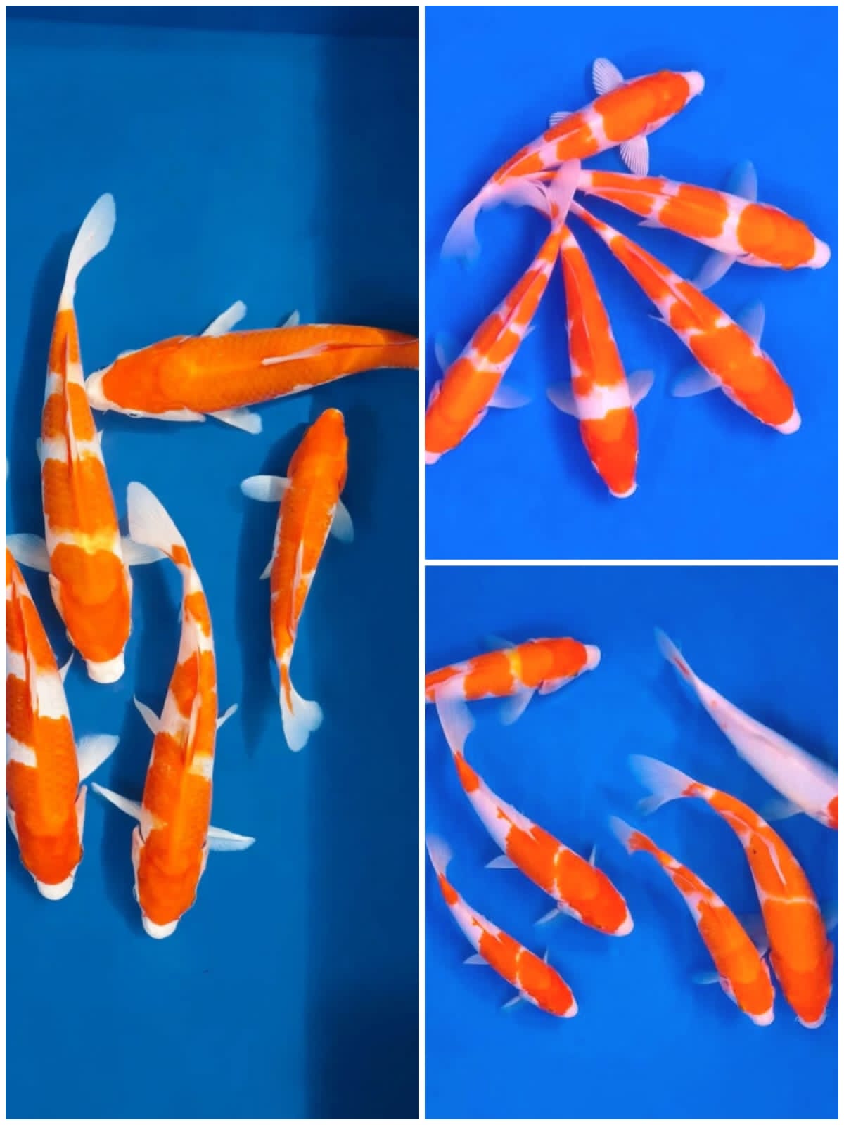 Lelang Koi Online, Jual Beli Ikan Koi, Pasar Koi Terbaik, Agen Lelang Koi, Penawaran Koi Berkualitas, Harga Jual Koi, Lelang Ikan Koi Import, Beli Koi Online, Jual Koi Murah, Koi Showroom, Penjual Koi Terpercaya, Lelang Koi Jakarta, Jual Koi Lokal, Koi Kualitas Unggul, Harga Terbaik Koi, Jual Koi Indukan, Lelang Ikan Hias Koi, Pasar Koi Indonesia, Beli Koi Berkualitas Tinggi, Koi Farm Terbesar, Jual Beli Koi Impor, Lelang Ikan Koi Kualitas Premium, Daftar Harga Koi Terbaru, Pusat Jual Beli Koi, Info Lelang Koi Hari Ini.