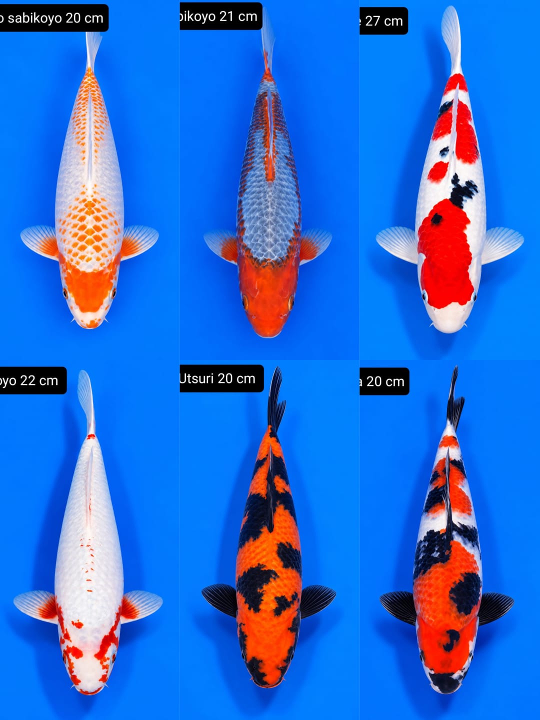 Lelang Koi Online, Jual Beli Ikan Koi, Pasar Koi Terbaik, Agen Lelang Koi, Penawaran Koi Berkualitas, Harga Jual Koi, Lelang Ikan Koi Import, Beli Koi Online, Jual Koi Murah, Koi Showroom, Penjual Koi Terpercaya, Lelang Koi Jakarta, Jual Koi Lokal, Koi Kualitas Unggul, Harga Terbaik Koi, Jual Koi Indukan, Lelang Ikan Hias Koi, Pasar Koi Indonesia, Beli Koi Berkualitas Tinggi, Koi Farm Terbesar, Jual Beli Koi Impor, Lelang Ikan Koi Kualitas Premium, Daftar Harga Koi Terbaru, Pusat Jual Beli Koi, Info Lelang Koi Hari Ini.