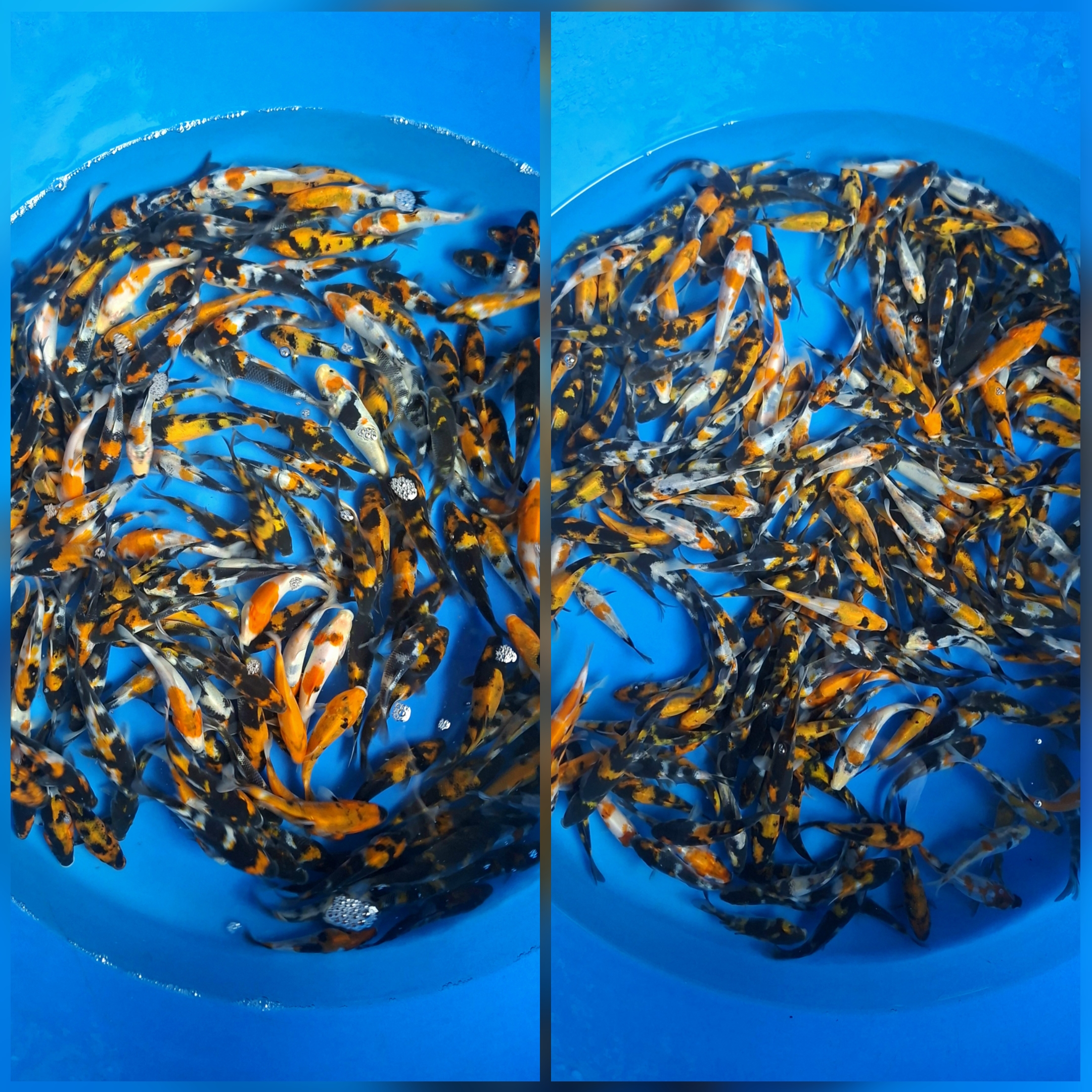 Lelang Koi Online, Jual Beli Ikan Koi, Pasar Koi Terbaik, Agen Lelang Koi, Penawaran Koi Berkualitas, Harga Jual Koi, Lelang Ikan Koi Import, Beli Koi Online, Jual Koi Murah, Koi Showroom, Penjual Koi Terpercaya, Lelang Koi Jakarta, Jual Koi Lokal, Koi Kualitas Unggul, Harga Terbaik Koi, Jual Koi Indukan, Lelang Ikan Hias Koi, Pasar Koi Indonesia, Beli Koi Berkualitas Tinggi, Koi Farm Terbesar, Jual Beli Koi Impor, Lelang Ikan Koi Kualitas Premium, Daftar Harga Koi Terbaru, Pusat Jual Beli Koi, Info Lelang Koi Hari Ini.