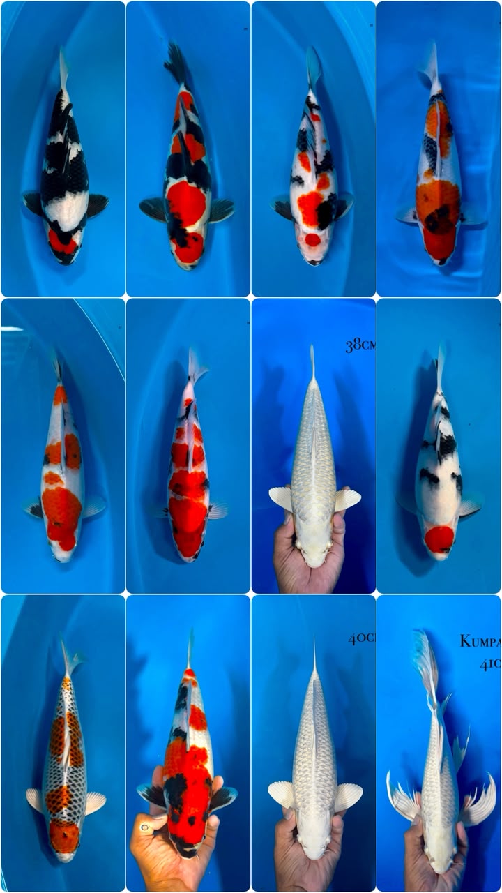 Lelang Koi Online, Jual Beli Ikan Koi, Pasar Koi Terbaik, Agen Lelang Koi, Penawaran Koi Berkualitas, Harga Jual Koi, Lelang Ikan Koi Import, Beli Koi Online, Jual Koi Murah, Koi Showroom, Penjual Koi Terpercaya, Lelang Koi Jakarta, Jual Koi Lokal, Koi Kualitas Unggul, Harga Terbaik Koi, Jual Koi Indukan, Lelang Ikan Hias Koi, Pasar Koi Indonesia, Beli Koi Berkualitas Tinggi, Koi Farm Terbesar, Jual Beli Koi Impor, Lelang Ikan Koi Kualitas Premium, Daftar Harga Koi Terbaru, Pusat Jual Beli Koi, Info Lelang Koi Hari Ini.