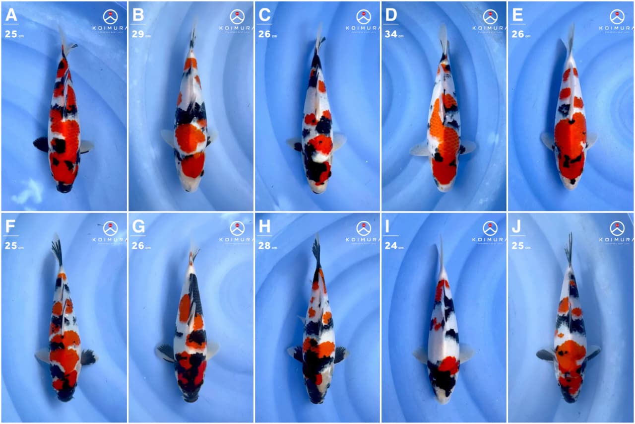 Lelang Koi Online, Jual Beli Ikan Koi, Pasar Koi Terbaik, Agen Lelang Koi, Penawaran Koi Berkualitas, Harga Jual Koi, Lelang Ikan Koi Import, Beli Koi Online, Jual Koi Murah, Koi Showroom, Penjual Koi Terpercaya, Lelang Koi Jakarta, Jual Koi Lokal, Koi Kualitas Unggul, Harga Terbaik Koi, Jual Koi Indukan, Lelang Ikan Hias Koi, Pasar Koi Indonesia, Beli Koi Berkualitas Tinggi, Koi Farm Terbesar, Jual Beli Koi Impor, Lelang Ikan Koi Kualitas Premium, Daftar Harga Koi Terbaru, Pusat Jual Beli Koi, Info Lelang Koi Hari Ini.