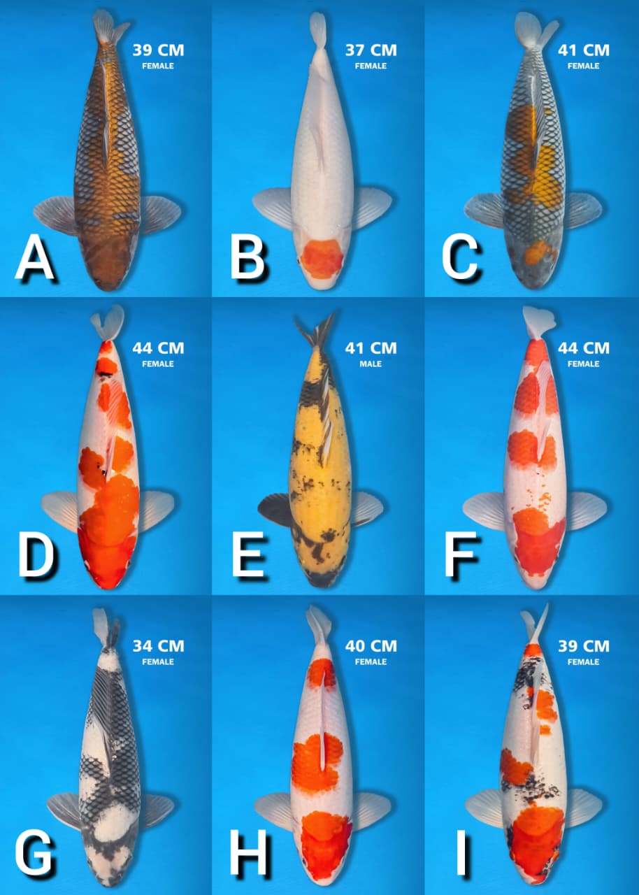 Lelang Koi Online, Jual Beli Ikan Koi, Pasar Koi Terbaik, Agen Lelang Koi, Penawaran Koi Berkualitas, Harga Jual Koi, Lelang Ikan Koi Import, Beli Koi Online, Jual Koi Murah, Koi Showroom, Penjual Koi Terpercaya, Lelang Koi Jakarta, Jual Koi Lokal, Koi Kualitas Unggul, Harga Terbaik Koi, Jual Koi Indukan, Lelang Ikan Hias Koi, Pasar Koi Indonesia, Beli Koi Berkualitas Tinggi, Koi Farm Terbesar, Jual Beli Koi Impor, Lelang Ikan Koi Kualitas Premium, Daftar Harga Koi Terbaru, Pusat Jual Beli Koi, Info Lelang Koi Hari Ini.