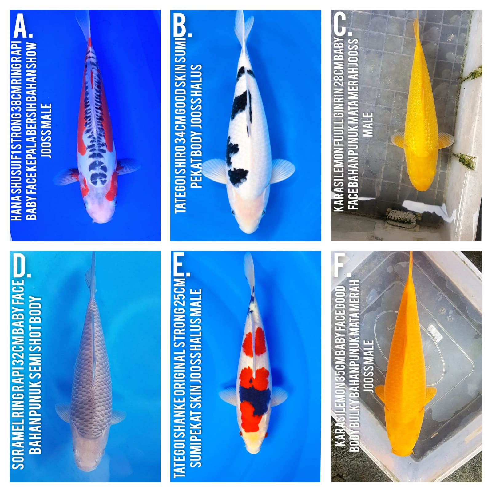Lelang Koi Online, Jual Beli Ikan Koi, Pasar Koi Terbaik, Agen Lelang Koi, Penawaran Koi Berkualitas, Harga Jual Koi, Lelang Ikan Koi Import, Beli Koi Online, Jual Koi Murah, Koi Showroom, Penjual Koi Terpercaya, Lelang Koi Jakarta, Jual Koi Lokal, Koi Kualitas Unggul, Harga Terbaik Koi, Jual Koi Indukan, Lelang Ikan Hias Koi, Pasar Koi Indonesia, Beli Koi Berkualitas Tinggi, Koi Farm Terbesar, Jual Beli Koi Impor, Lelang Ikan Koi Kualitas Premium, Daftar Harga Koi Terbaru, Pusat Jual Beli Koi, Info Lelang Koi Hari Ini.