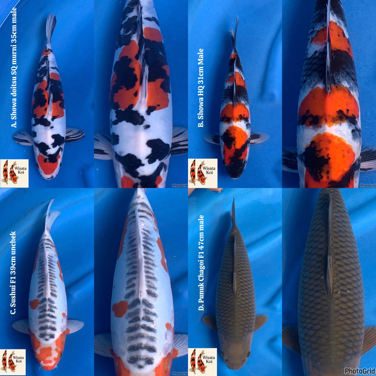 Lelang Koi Online, Jual Beli Ikan Koi, Pasar Koi Terbaik, Agen Lelang Koi, Penawaran Koi Berkualitas, Harga Jual Koi, Lelang Ikan Koi Import, Beli Koi Online, Jual Koi Murah, Koi Showroom, Penjual Koi Terpercaya, Lelang Koi Jakarta, Jual Koi Lokal, Koi Kualitas Unggul, Harga Terbaik Koi, Jual Koi Indukan, Lelang Ikan Hias Koi, Pasar Koi Indonesia, Beli Koi Berkualitas Tinggi, Koi Farm Terbesar, Jual Beli Koi Impor, Lelang Ikan Koi Kualitas Premium, Daftar Harga Koi Terbaru, Pusat Jual Beli Koi, Info Lelang Koi Hari Ini.