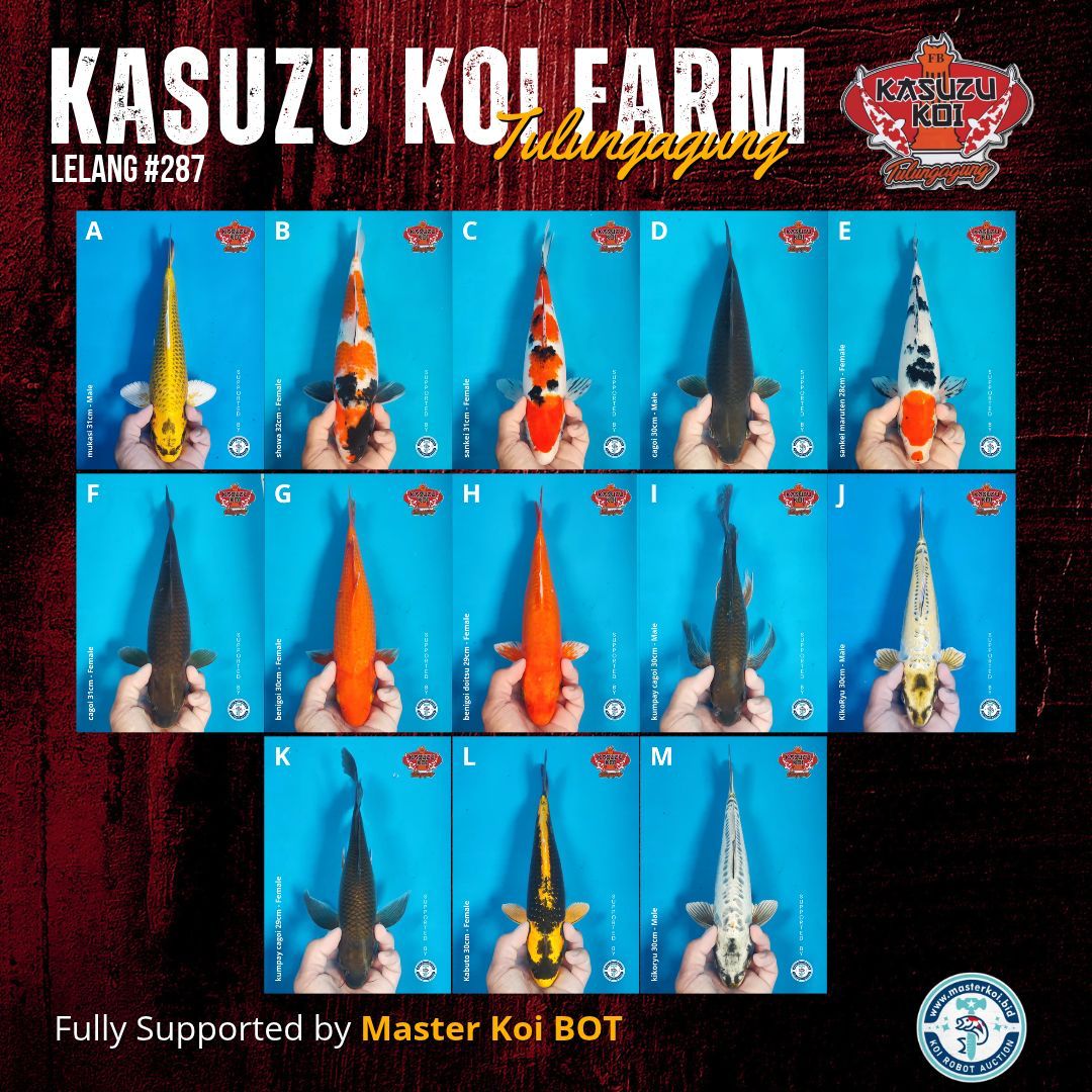 Lelang Koi Online, Jual Beli Ikan Koi, Pasar Koi Terbaik, Agen Lelang Koi, Penawaran Koi Berkualitas, Harga Jual Koi, Lelang Ikan Koi Import, Beli Koi Online, Jual Koi Murah, Koi Showroom, Penjual Koi Terpercaya, Lelang Koi Jakarta, Jual Koi Lokal, Koi Kualitas Unggul, Harga Terbaik Koi, Jual Koi Indukan, Lelang Ikan Hias Koi, Pasar Koi Indonesia, Beli Koi Berkualitas Tinggi, Koi Farm Terbesar, Jual Beli Koi Impor, Lelang Ikan Koi Kualitas Premium, Daftar Harga Koi Terbaru, Pusat Jual Beli Koi, Info Lelang Koi Hari Ini.