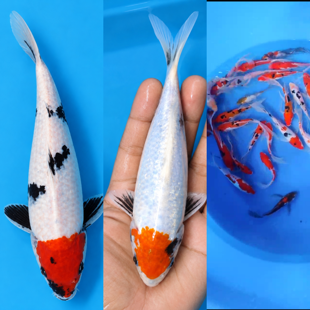 Lelang Koi Online, Jual Beli Ikan Koi, Pasar Koi Terbaik, Agen Lelang Koi, Penawaran Koi Berkualitas, Harga Jual Koi, Lelang Ikan Koi Import, Beli Koi Online, Jual Koi Murah, Koi Showroom, Penjual Koi Terpercaya, Lelang Koi Jakarta, Jual Koi Lokal, Koi Kualitas Unggul, Harga Terbaik Koi, Jual Koi Indukan, Lelang Ikan Hias Koi, Pasar Koi Indonesia, Beli Koi Berkualitas Tinggi, Koi Farm Terbesar, Jual Beli Koi Impor, Lelang Ikan Koi Kualitas Premium, Daftar Harga Koi Terbaru, Pusat Jual Beli Koi, Info Lelang Koi Hari Ini.