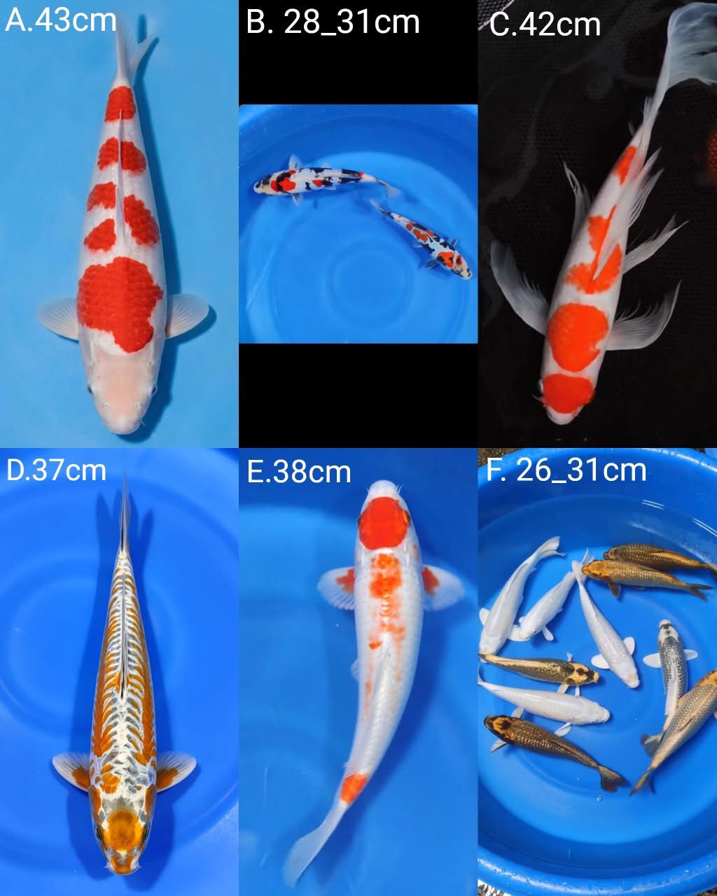 Lelang Koi Online, Jual Beli Ikan Koi, Pasar Koi Terbaik, Agen Lelang Koi, Penawaran Koi Berkualitas, Harga Jual Koi, Lelang Ikan Koi Import, Beli Koi Online, Jual Koi Murah, Koi Showroom, Penjual Koi Terpercaya, Lelang Koi Jakarta, Jual Koi Lokal, Koi Kualitas Unggul, Harga Terbaik Koi, Jual Koi Indukan, Lelang Ikan Hias Koi, Pasar Koi Indonesia, Beli Koi Berkualitas Tinggi, Koi Farm Terbesar, Jual Beli Koi Impor, Lelang Ikan Koi Kualitas Premium, Daftar Harga Koi Terbaru, Pusat Jual Beli Koi, Info Lelang Koi Hari Ini.