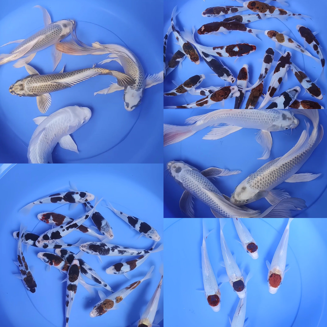 Lelang Koi Online, Jual Beli Ikan Koi, Pasar Koi Terbaik, Agen Lelang Koi, Penawaran Koi Berkualitas, Harga Jual Koi, Lelang Ikan Koi Import, Beli Koi Online, Jual Koi Murah, Koi Showroom, Penjual Koi Terpercaya, Lelang Koi Jakarta, Jual Koi Lokal, Koi Kualitas Unggul, Harga Terbaik Koi, Jual Koi Indukan, Lelang Ikan Hias Koi, Pasar Koi Indonesia, Beli Koi Berkualitas Tinggi, Koi Farm Terbesar, Jual Beli Koi Impor, Lelang Ikan Koi Kualitas Premium, Daftar Harga Koi Terbaru, Pusat Jual Beli Koi, Info Lelang Koi Hari Ini.