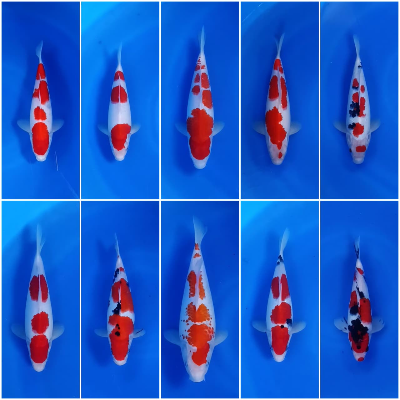 Lelang Koi Online, Jual Beli Ikan Koi, Pasar Koi Terbaik, Agen Lelang Koi, Penawaran Koi Berkualitas, Harga Jual Koi, Lelang Ikan Koi Import, Beli Koi Online, Jual Koi Murah, Koi Showroom, Penjual Koi Terpercaya, Lelang Koi Jakarta, Jual Koi Lokal, Koi Kualitas Unggul, Harga Terbaik Koi, Jual Koi Indukan, Lelang Ikan Hias Koi, Pasar Koi Indonesia, Beli Koi Berkualitas Tinggi, Koi Farm Terbesar, Jual Beli Koi Impor, Lelang Ikan Koi Kualitas Premium, Daftar Harga Koi Terbaru, Pusat Jual Beli Koi, Info Lelang Koi Hari Ini.