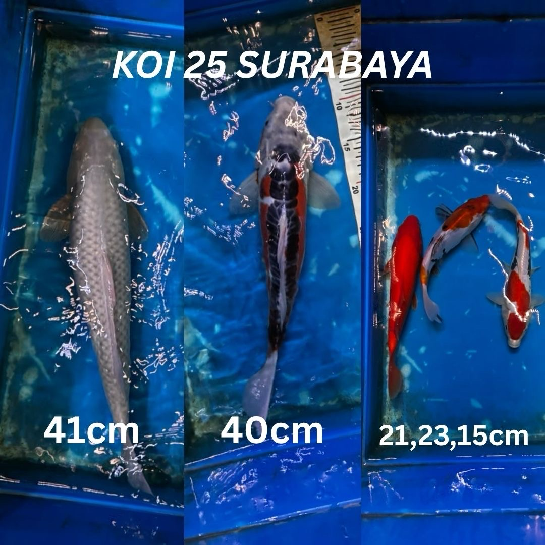 Lelang Koi Online, Jual Beli Ikan Koi, Pasar Koi Terbaik, Agen Lelang Koi, Penawaran Koi Berkualitas, Harga Jual Koi, Lelang Ikan Koi Import, Beli Koi Online, Jual Koi Murah, Koi Showroom, Penjual Koi Terpercaya, Lelang Koi Jakarta, Jual Koi Lokal, Koi Kualitas Unggul, Harga Terbaik Koi, Jual Koi Indukan, Lelang Ikan Hias Koi, Pasar Koi Indonesia, Beli Koi Berkualitas Tinggi, Koi Farm Terbesar, Jual Beli Koi Impor, Lelang Ikan Koi Kualitas Premium, Daftar Harga Koi Terbaru, Pusat Jual Beli Koi, Info Lelang Koi Hari Ini.