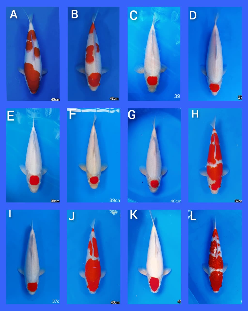 Lelang Koi Online, Jual Beli Ikan Koi, Pasar Koi Terbaik, Agen Lelang Koi, Penawaran Koi Berkualitas, Harga Jual Koi, Lelang Ikan Koi Import, Beli Koi Online, Jual Koi Murah, Koi Showroom, Penjual Koi Terpercaya, Lelang Koi Jakarta, Jual Koi Lokal, Koi Kualitas Unggul, Harga Terbaik Koi, Jual Koi Indukan, Lelang Ikan Hias Koi, Pasar Koi Indonesia, Beli Koi Berkualitas Tinggi, Koi Farm Terbesar, Jual Beli Koi Impor, Lelang Ikan Koi Kualitas Premium, Daftar Harga Koi Terbaru, Pusat Jual Beli Koi, Info Lelang Koi Hari Ini.