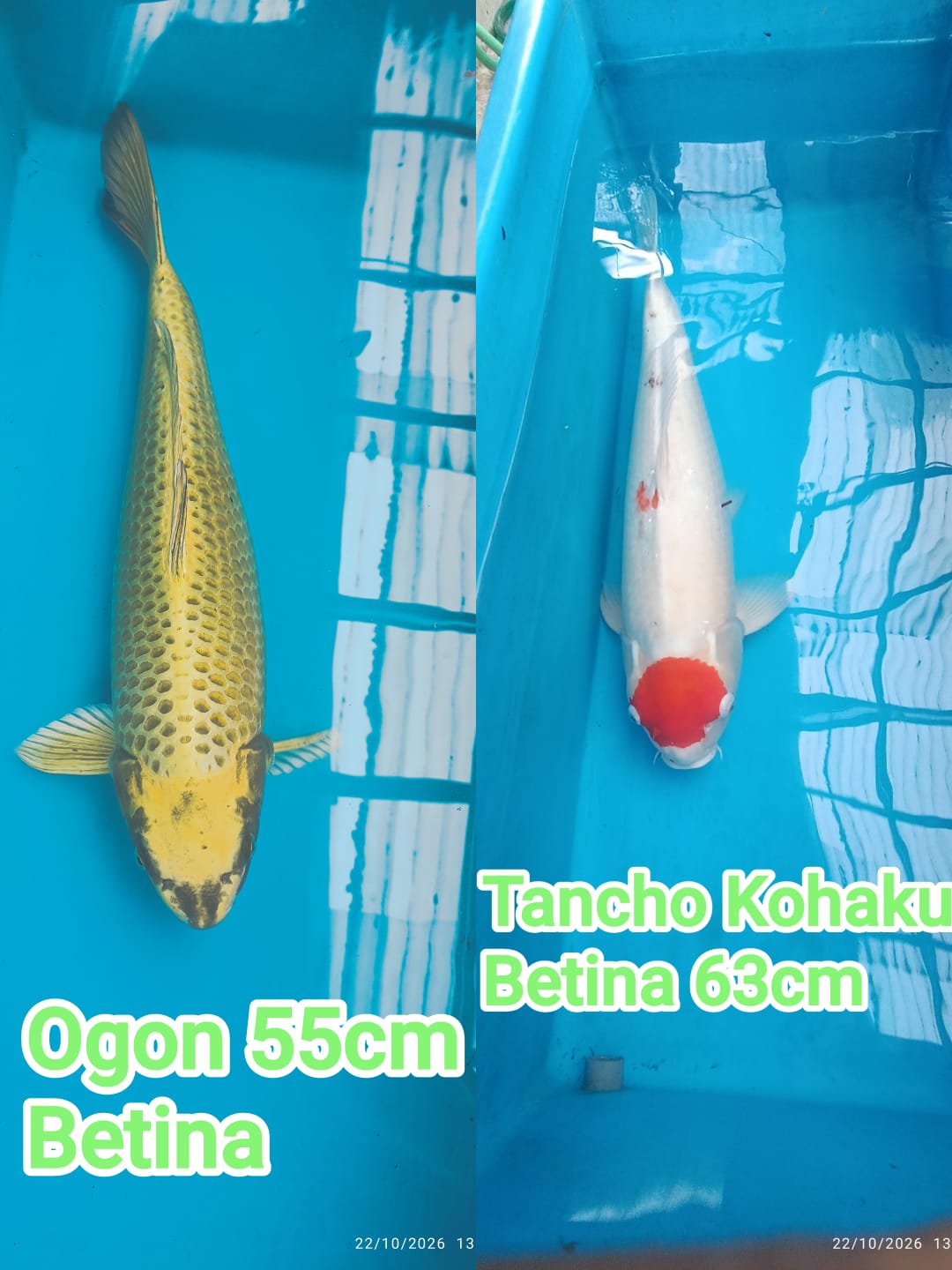 Lelang Koi Online, Jual Beli Ikan Koi, Pasar Koi Terbaik, Agen Lelang Koi, Penawaran Koi Berkualitas, Harga Jual Koi, Lelang Ikan Koi Import, Beli Koi Online, Jual Koi Murah, Koi Showroom, Penjual Koi Terpercaya, Lelang Koi Jakarta, Jual Koi Lokal, Koi Kualitas Unggul, Harga Terbaik Koi, Jual Koi Indukan, Lelang Ikan Hias Koi, Pasar Koi Indonesia, Beli Koi Berkualitas Tinggi, Koi Farm Terbesar, Jual Beli Koi Impor, Lelang Ikan Koi Kualitas Premium, Daftar Harga Koi Terbaru, Pusat Jual Beli Koi, Info Lelang Koi Hari Ini.