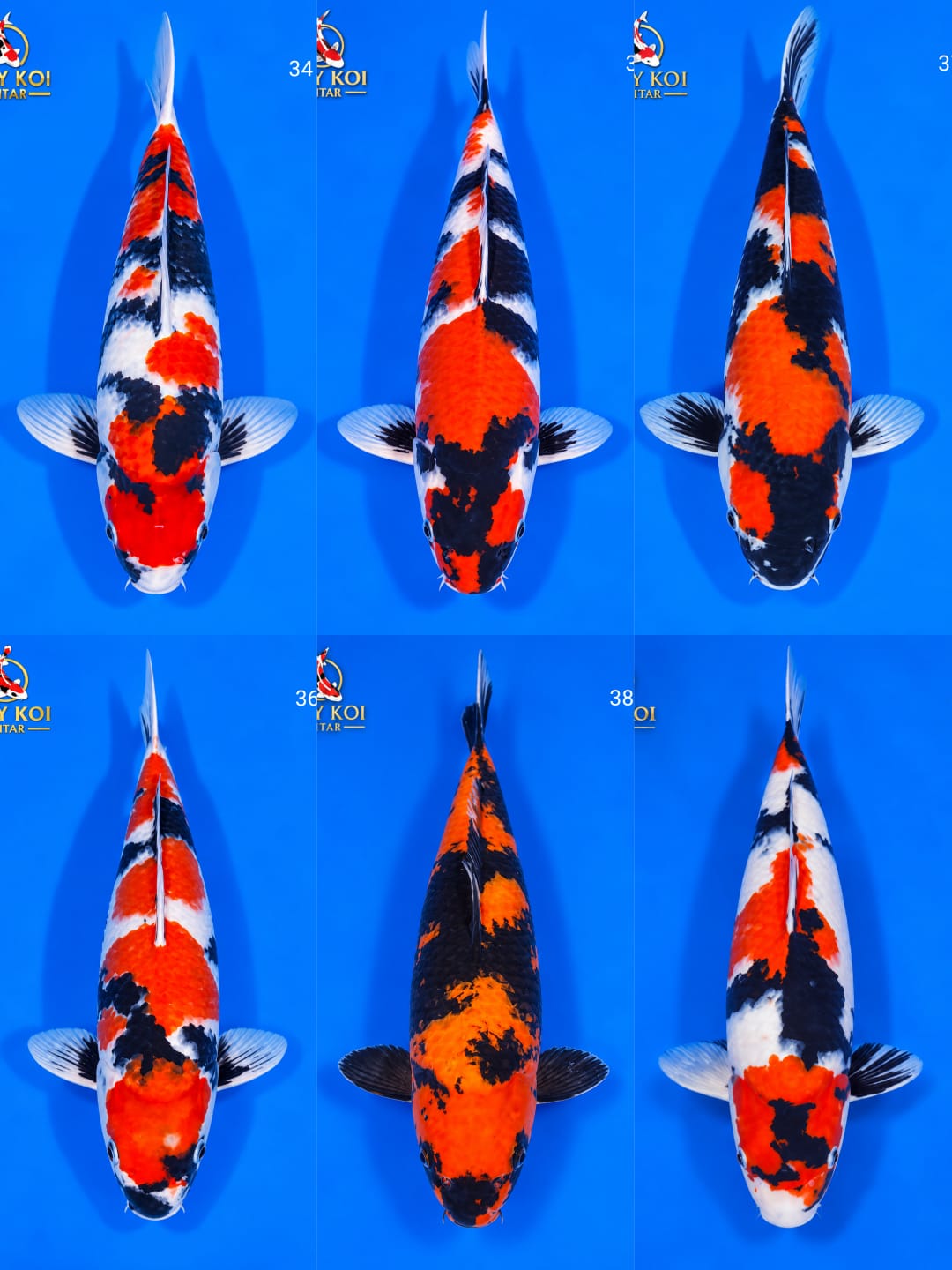 Lelang Koi Online, Jual Beli Ikan Koi, Pasar Koi Terbaik, Agen Lelang Koi, Penawaran Koi Berkualitas, Harga Jual Koi, Lelang Ikan Koi Import, Beli Koi Online, Jual Koi Murah, Koi Showroom, Penjual Koi Terpercaya, Lelang Koi Jakarta, Jual Koi Lokal, Koi Kualitas Unggul, Harga Terbaik Koi, Jual Koi Indukan, Lelang Ikan Hias Koi, Pasar Koi Indonesia, Beli Koi Berkualitas Tinggi, Koi Farm Terbesar, Jual Beli Koi Impor, Lelang Ikan Koi Kualitas Premium, Daftar Harga Koi Terbaru, Pusat Jual Beli Koi, Info Lelang Koi Hari Ini.