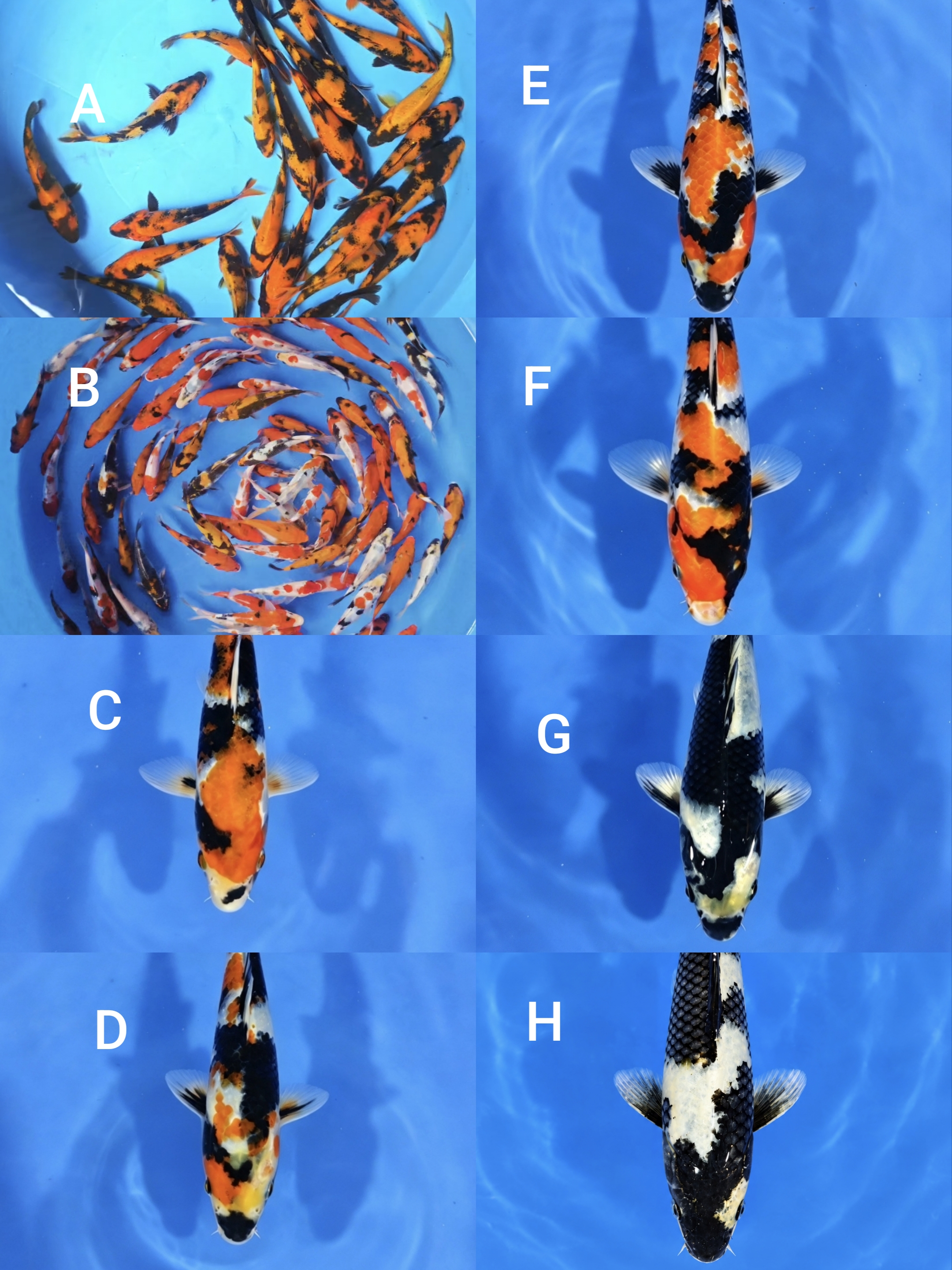 Lelang Koi Online, Jual Beli Ikan Koi, Pasar Koi Terbaik, Agen Lelang Koi, Penawaran Koi Berkualitas, Harga Jual Koi, Lelang Ikan Koi Import, Beli Koi Online, Jual Koi Murah, Koi Showroom, Penjual Koi Terpercaya, Lelang Koi Jakarta, Jual Koi Lokal, Koi Kualitas Unggul, Harga Terbaik Koi, Jual Koi Indukan, Lelang Ikan Hias Koi, Pasar Koi Indonesia, Beli Koi Berkualitas Tinggi, Koi Farm Terbesar, Jual Beli Koi Impor, Lelang Ikan Koi Kualitas Premium, Daftar Harga Koi Terbaru, Pusat Jual Beli Koi, Info Lelang Koi Hari Ini.
