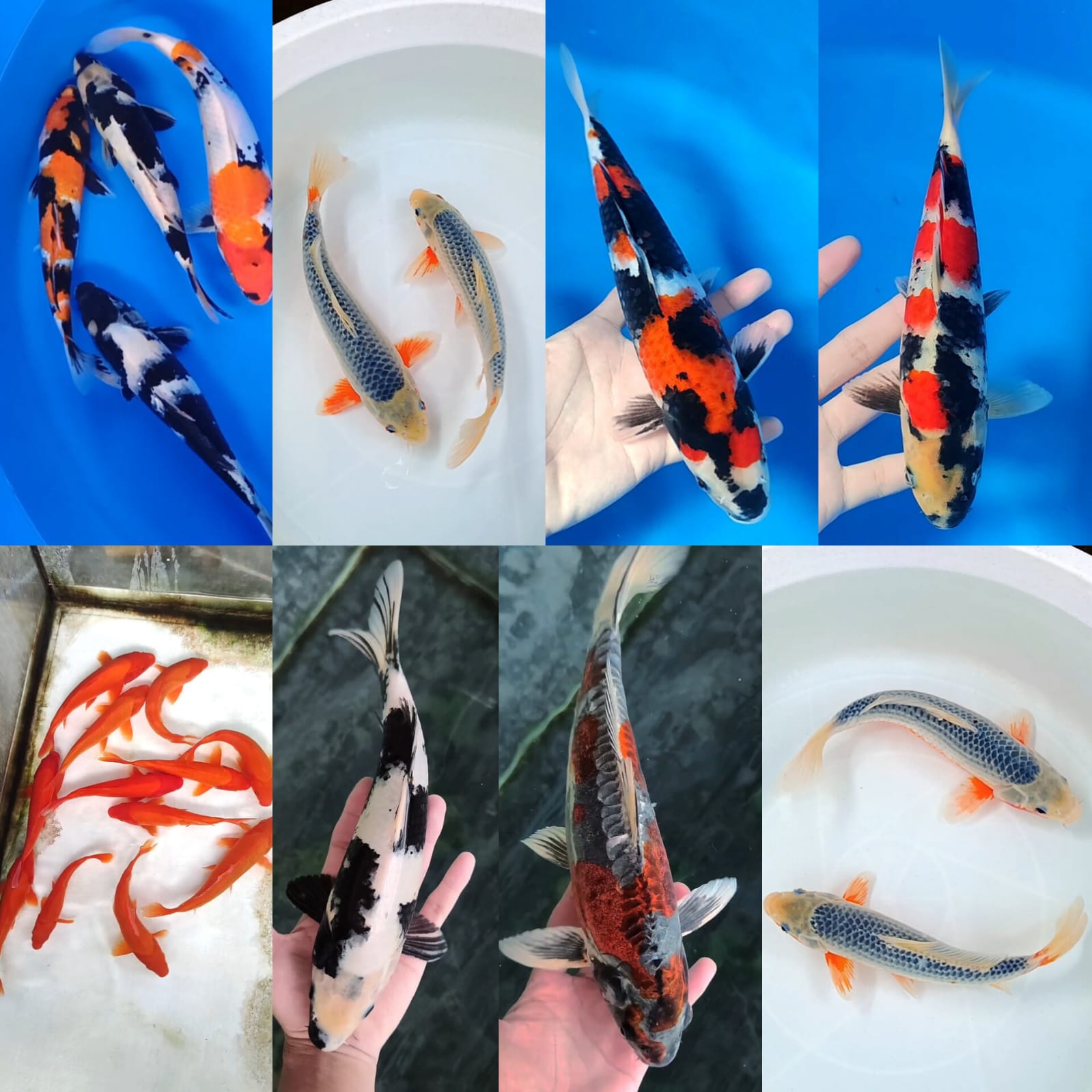 Lelang Koi Online, Jual Beli Ikan Koi, Pasar Koi Terbaik, Agen Lelang Koi, Penawaran Koi Berkualitas, Harga Jual Koi, Lelang Ikan Koi Import, Beli Koi Online, Jual Koi Murah, Koi Showroom, Penjual Koi Terpercaya, Lelang Koi Jakarta, Jual Koi Lokal, Koi Kualitas Unggul, Harga Terbaik Koi, Jual Koi Indukan, Lelang Ikan Hias Koi, Pasar Koi Indonesia, Beli Koi Berkualitas Tinggi, Koi Farm Terbesar, Jual Beli Koi Impor, Lelang Ikan Koi Kualitas Premium, Daftar Harga Koi Terbaru, Pusat Jual Beli Koi, Info Lelang Koi Hari Ini.