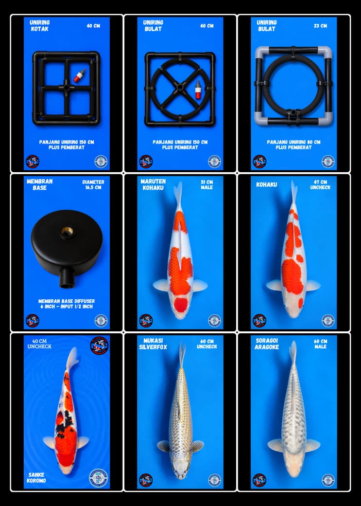 Lelang Koi Online, Jual Beli Ikan Koi, Pasar Koi Terbaik, Agen Lelang Koi, Penawaran Koi Berkualitas, Harga Jual Koi, Lelang Ikan Koi Import, Beli Koi Online, Jual Koi Murah, Koi Showroom, Penjual Koi Terpercaya, Lelang Koi Jakarta, Jual Koi Lokal, Koi Kualitas Unggul, Harga Terbaik Koi, Jual Koi Indukan, Lelang Ikan Hias Koi, Pasar Koi Indonesia, Beli Koi Berkualitas Tinggi, Koi Farm Terbesar, Jual Beli Koi Impor, Lelang Ikan Koi Kualitas Premium, Daftar Harga Koi Terbaru, Pusat Jual Beli Koi, Info Lelang Koi Hari Ini.