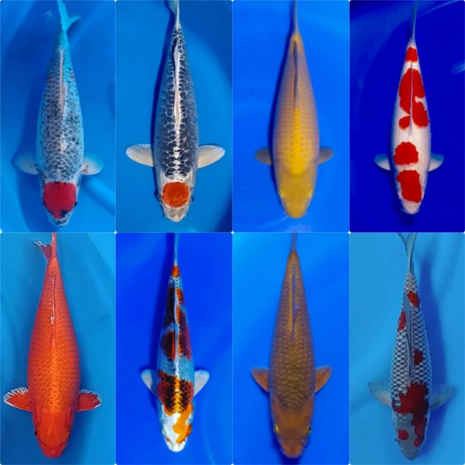 Lelang Koi Online, Jual Beli Ikan Koi, Pasar Koi Terbaik, Agen Lelang Koi, Penawaran Koi Berkualitas, Harga Jual Koi, Lelang Ikan Koi Import, Beli Koi Online, Jual Koi Murah, Koi Showroom, Penjual Koi Terpercaya, Lelang Koi Jakarta, Jual Koi Lokal, Koi Kualitas Unggul, Harga Terbaik Koi, Jual Koi Indukan, Lelang Ikan Hias Koi, Pasar Koi Indonesia, Beli Koi Berkualitas Tinggi, Koi Farm Terbesar, Jual Beli Koi Impor, Lelang Ikan Koi Kualitas Premium, Daftar Harga Koi Terbaru, Pusat Jual Beli Koi, Info Lelang Koi Hari Ini.