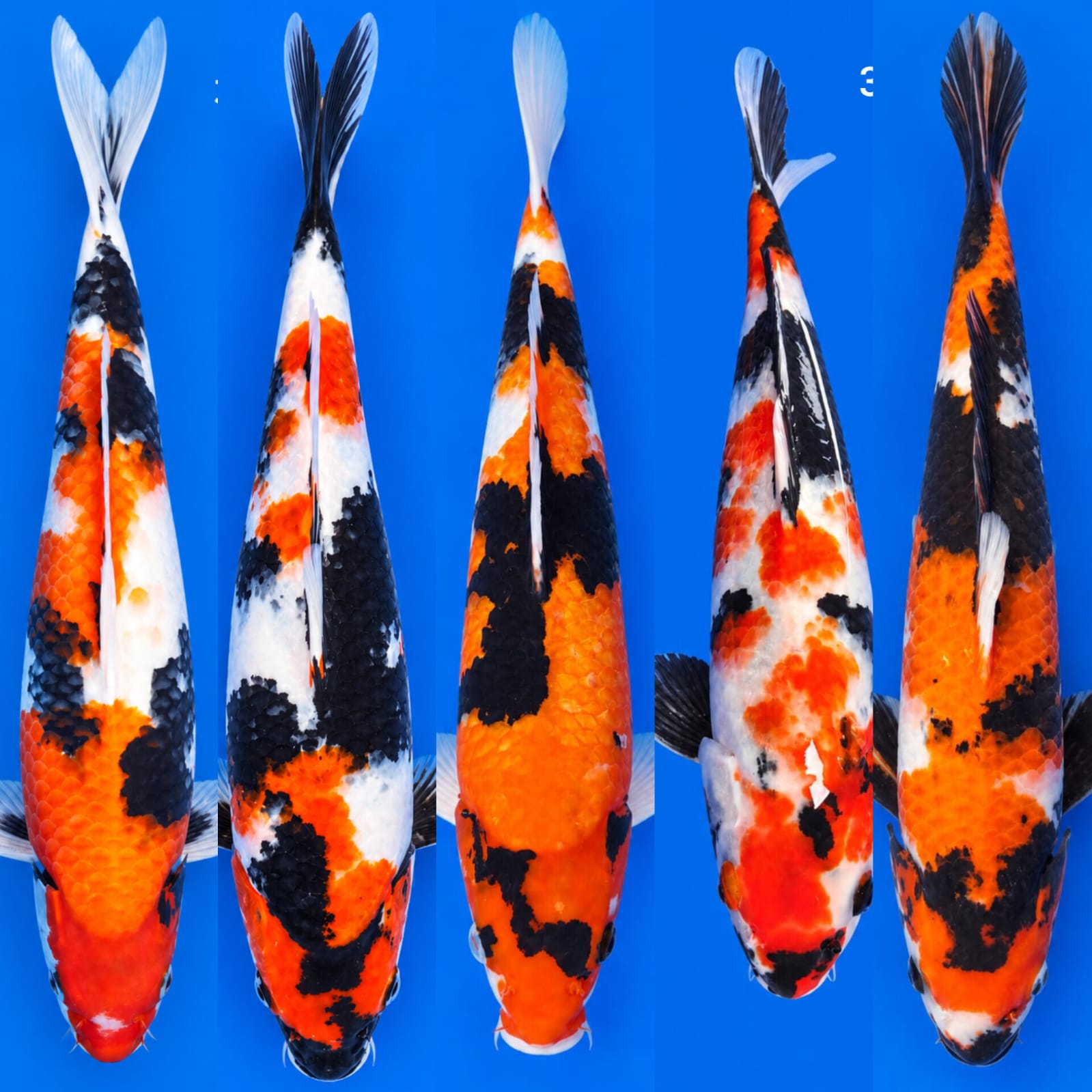 Lelang Koi Online, Jual Beli Ikan Koi, Pasar Koi Terbaik, Agen Lelang Koi, Penawaran Koi Berkualitas, Harga Jual Koi, Lelang Ikan Koi Import, Beli Koi Online, Jual Koi Murah, Koi Showroom, Penjual Koi Terpercaya, Lelang Koi Jakarta, Jual Koi Lokal, Koi Kualitas Unggul, Harga Terbaik Koi, Jual Koi Indukan, Lelang Ikan Hias Koi, Pasar Koi Indonesia, Beli Koi Berkualitas Tinggi, Koi Farm Terbesar, Jual Beli Koi Impor, Lelang Ikan Koi Kualitas Premium, Daftar Harga Koi Terbaru, Pusat Jual Beli Koi, Info Lelang Koi Hari Ini.