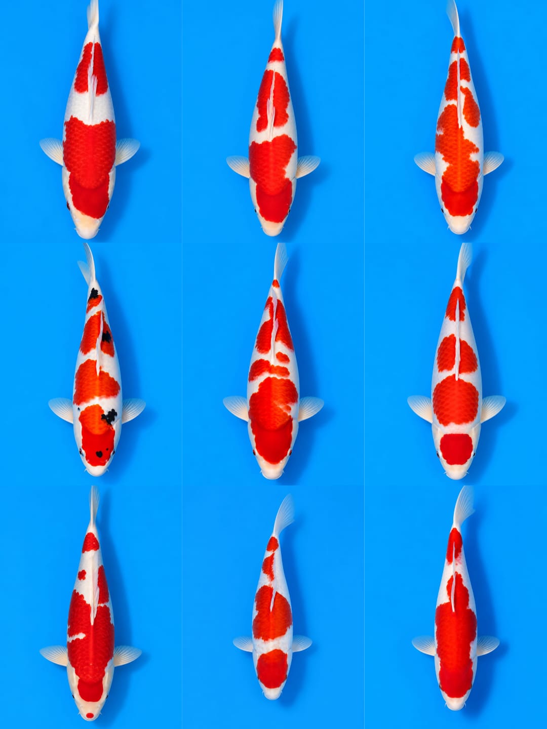 Lelang Koi Online, Jual Beli Ikan Koi, Pasar Koi Terbaik, Agen Lelang Koi, Penawaran Koi Berkualitas, Harga Jual Koi, Lelang Ikan Koi Import, Beli Koi Online, Jual Koi Murah, Koi Showroom, Penjual Koi Terpercaya, Lelang Koi Jakarta, Jual Koi Lokal, Koi Kualitas Unggul, Harga Terbaik Koi, Jual Koi Indukan, Lelang Ikan Hias Koi, Pasar Koi Indonesia, Beli Koi Berkualitas Tinggi, Koi Farm Terbesar, Jual Beli Koi Impor, Lelang Ikan Koi Kualitas Premium, Daftar Harga Koi Terbaru, Pusat Jual Beli Koi, Info Lelang Koi Hari Ini.
