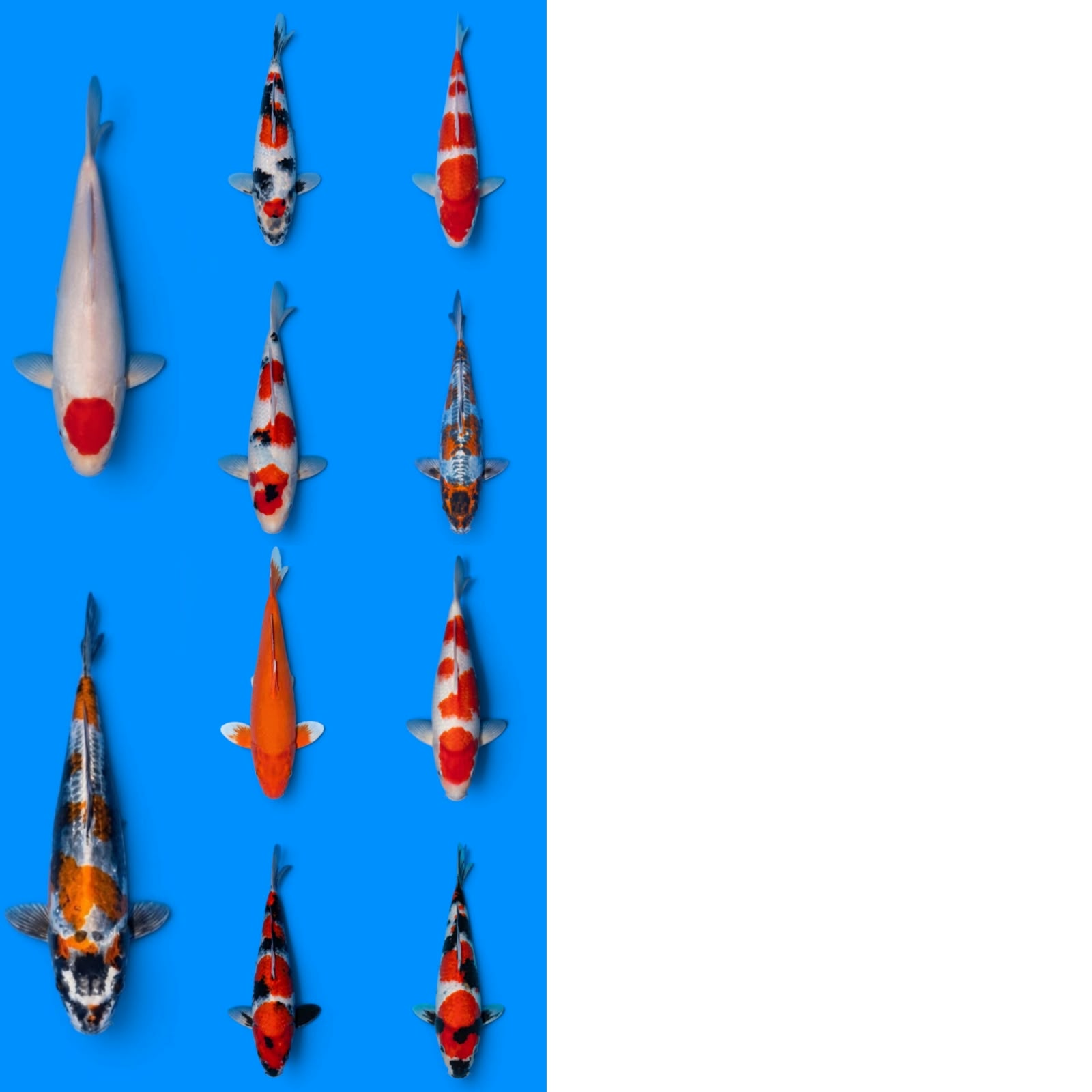 Lelang Koi Online, Jual Beli Ikan Koi, Pasar Koi Terbaik, Agen Lelang Koi, Penawaran Koi Berkualitas, Harga Jual Koi, Lelang Ikan Koi Import, Beli Koi Online, Jual Koi Murah, Koi Showroom, Penjual Koi Terpercaya, Lelang Koi Jakarta, Jual Koi Lokal, Koi Kualitas Unggul, Harga Terbaik Koi, Jual Koi Indukan, Lelang Ikan Hias Koi, Pasar Koi Indonesia, Beli Koi Berkualitas Tinggi, Koi Farm Terbesar, Jual Beli Koi Impor, Lelang Ikan Koi Kualitas Premium, Daftar Harga Koi Terbaru, Pusat Jual Beli Koi, Info Lelang Koi Hari Ini.