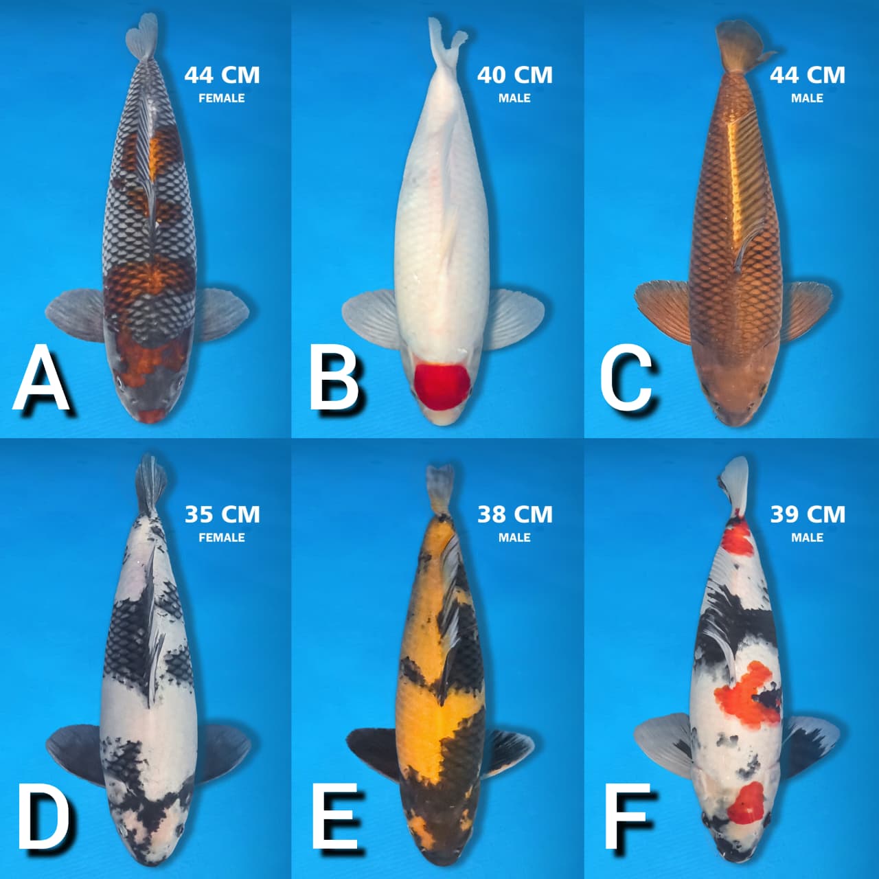 Lelang Koi Online, Jual Beli Ikan Koi, Pasar Koi Terbaik, Agen Lelang Koi, Penawaran Koi Berkualitas, Harga Jual Koi, Lelang Ikan Koi Import, Beli Koi Online, Jual Koi Murah, Koi Showroom, Penjual Koi Terpercaya, Lelang Koi Jakarta, Jual Koi Lokal, Koi Kualitas Unggul, Harga Terbaik Koi, Jual Koi Indukan, Lelang Ikan Hias Koi, Pasar Koi Indonesia, Beli Koi Berkualitas Tinggi, Koi Farm Terbesar, Jual Beli Koi Impor, Lelang Ikan Koi Kualitas Premium, Daftar Harga Koi Terbaru, Pusat Jual Beli Koi, Info Lelang Koi Hari Ini.