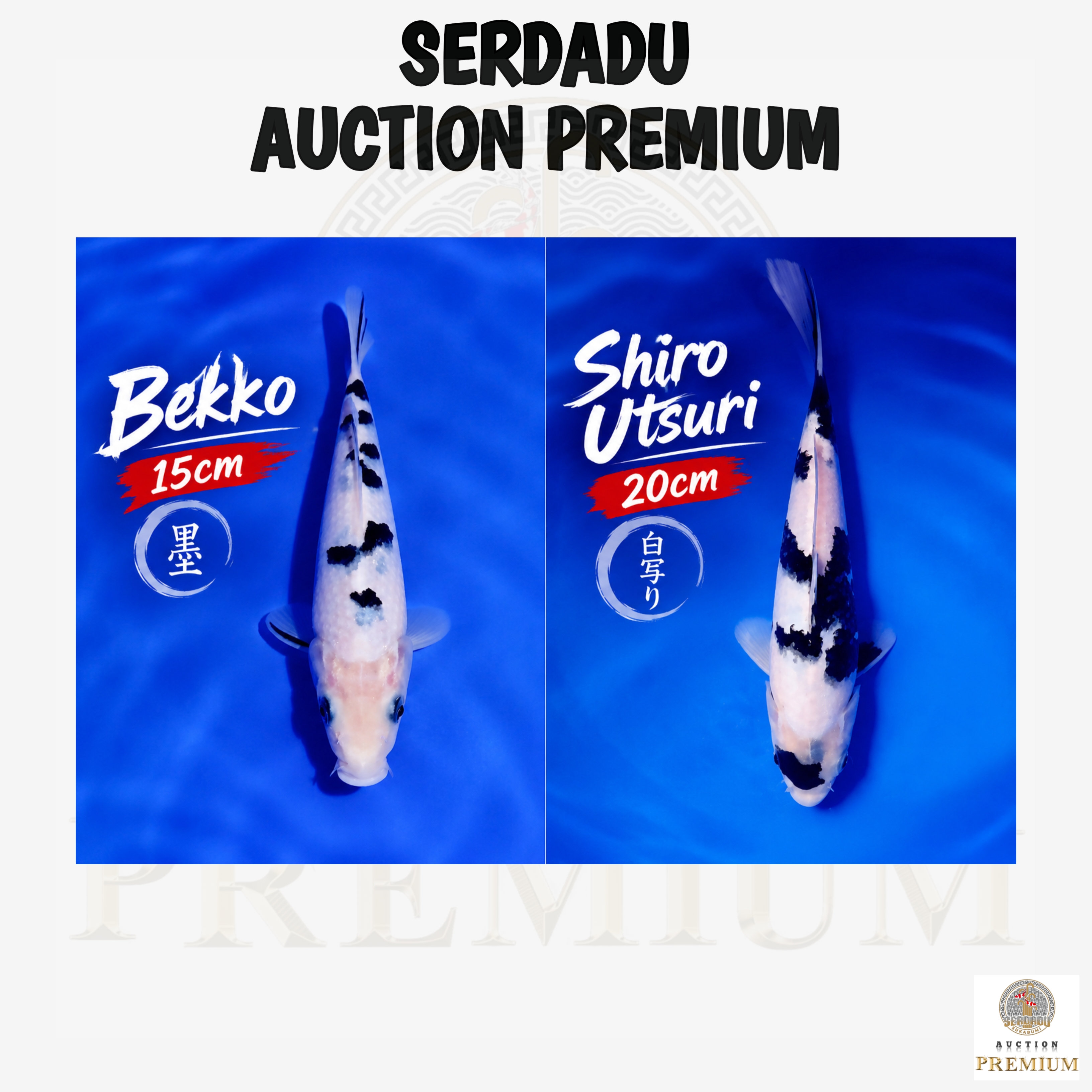 Lelang Koi Online, Jual Beli Ikan Koi, Pasar Koi Terbaik, Agen Lelang Koi, Penawaran Koi Berkualitas, Harga Jual Koi, Lelang Ikan Koi Import, Beli Koi Online, Jual Koi Murah, Koi Showroom, Penjual Koi Terpercaya, Lelang Koi Jakarta, Jual Koi Lokal, Koi Kualitas Unggul, Harga Terbaik Koi, Jual Koi Indukan, Lelang Ikan Hias Koi, Pasar Koi Indonesia, Beli Koi Berkualitas Tinggi, Koi Farm Terbesar, Jual Beli Koi Impor, Lelang Ikan Koi Kualitas Premium, Daftar Harga Koi Terbaru, Pusat Jual Beli Koi, Info Lelang Koi Hari Ini.