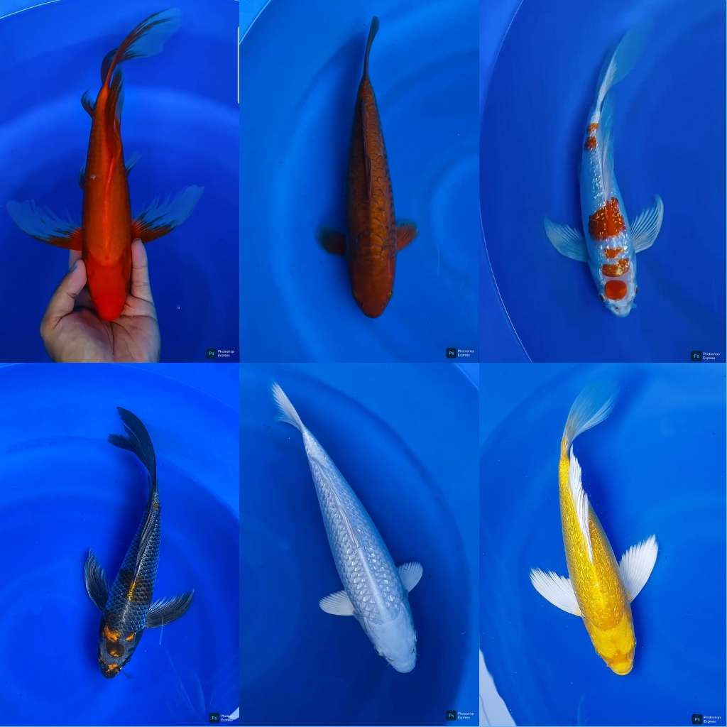 Lelang Koi Online, Jual Beli Ikan Koi, Pasar Koi Terbaik, Agen Lelang Koi, Penawaran Koi Berkualitas, Harga Jual Koi, Lelang Ikan Koi Import, Beli Koi Online, Jual Koi Murah, Koi Showroom, Penjual Koi Terpercaya, Lelang Koi Jakarta, Jual Koi Lokal, Koi Kualitas Unggul, Harga Terbaik Koi, Jual Koi Indukan, Lelang Ikan Hias Koi, Pasar Koi Indonesia, Beli Koi Berkualitas Tinggi, Koi Farm Terbesar, Jual Beli Koi Impor, Lelang Ikan Koi Kualitas Premium, Daftar Harga Koi Terbaru, Pusat Jual Beli Koi, Info Lelang Koi Hari Ini.