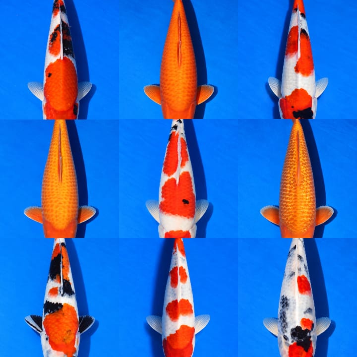 Lelang Koi Online, Jual Beli Ikan Koi, Pasar Koi Terbaik, Agen Lelang Koi, Penawaran Koi Berkualitas, Harga Jual Koi, Lelang Ikan Koi Import, Beli Koi Online, Jual Koi Murah, Koi Showroom, Penjual Koi Terpercaya, Lelang Koi Jakarta, Jual Koi Lokal, Koi Kualitas Unggul, Harga Terbaik Koi, Jual Koi Indukan, Lelang Ikan Hias Koi, Pasar Koi Indonesia, Beli Koi Berkualitas Tinggi, Koi Farm Terbesar, Jual Beli Koi Impor, Lelang Ikan Koi Kualitas Premium, Daftar Harga Koi Terbaru, Pusat Jual Beli Koi, Info Lelang Koi Hari Ini.